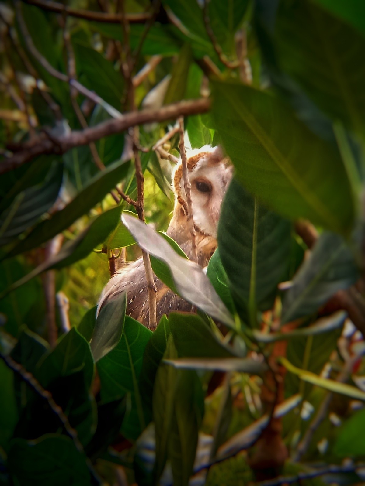 behind the branches