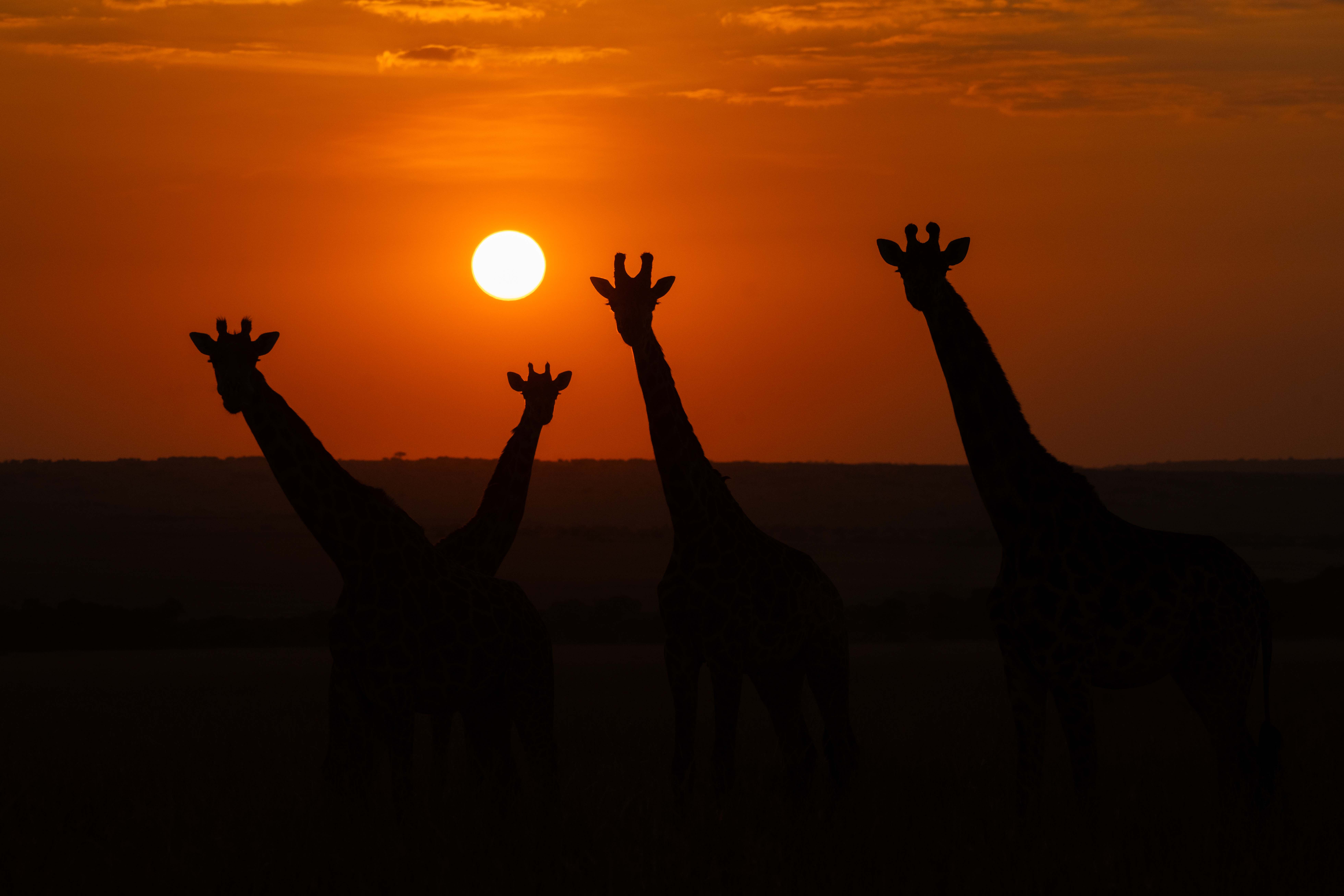 The first light belongs to the giants. π¦βοΈ
