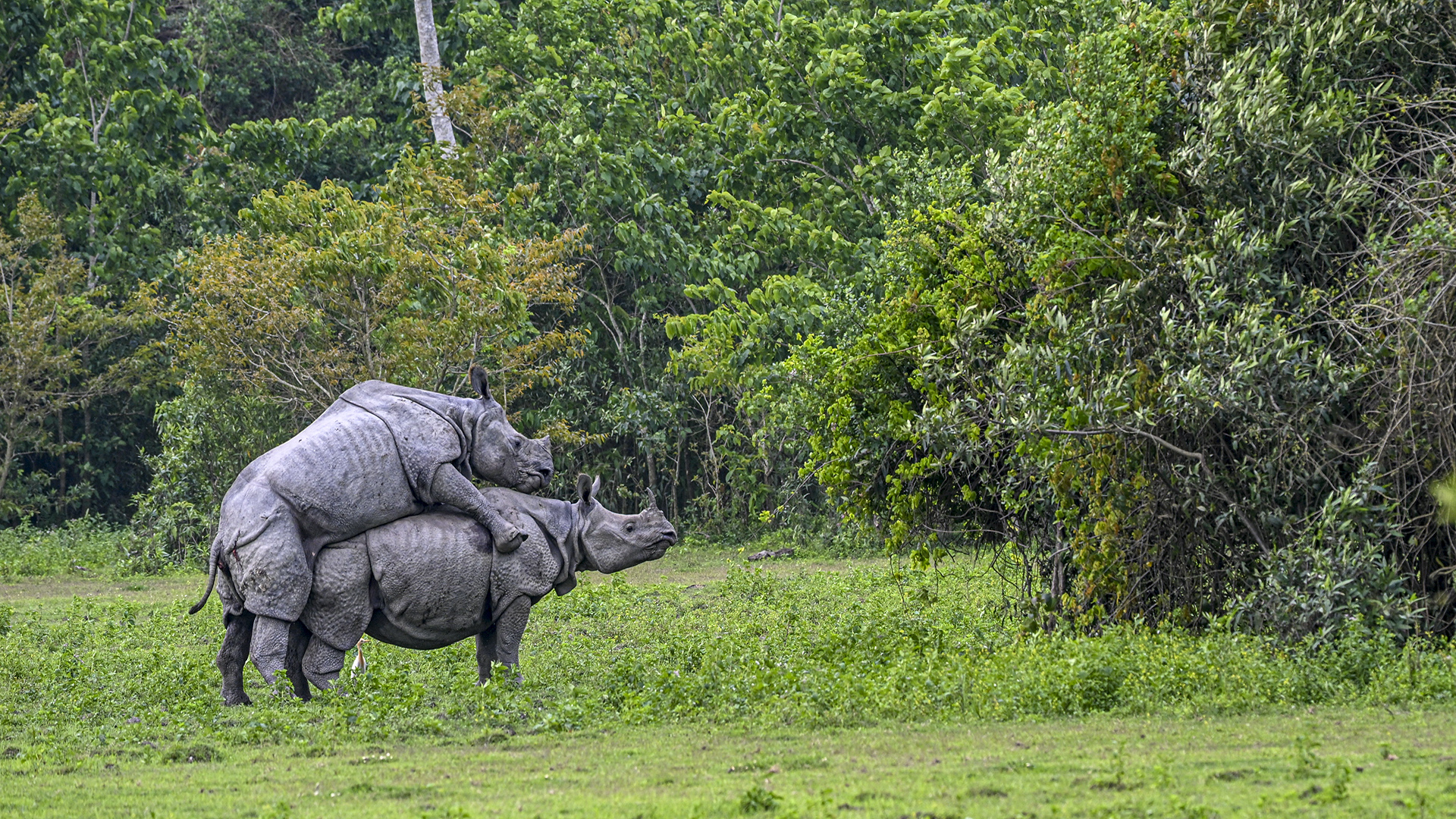 Rhino Mating
