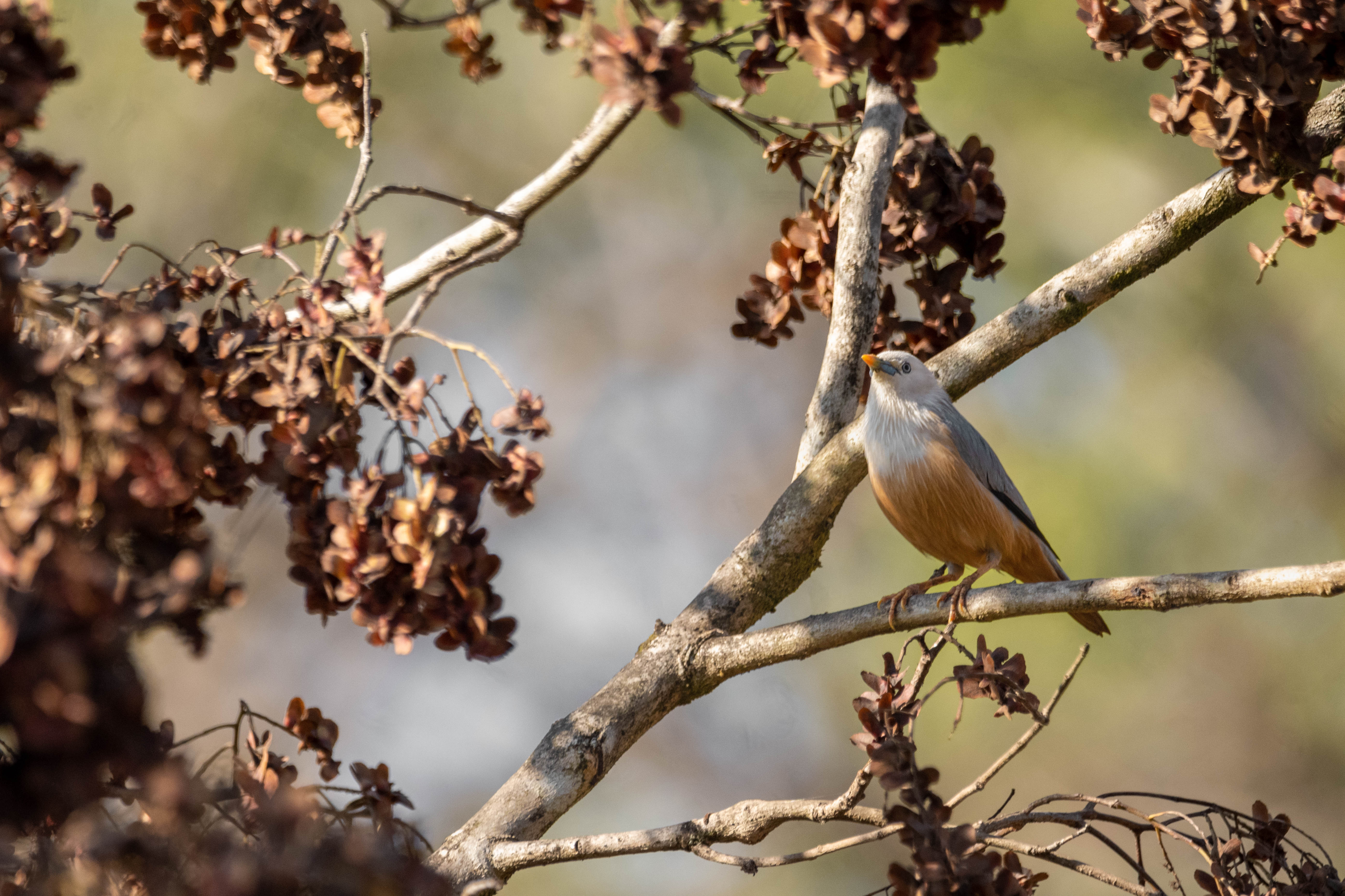 Malabar Starling