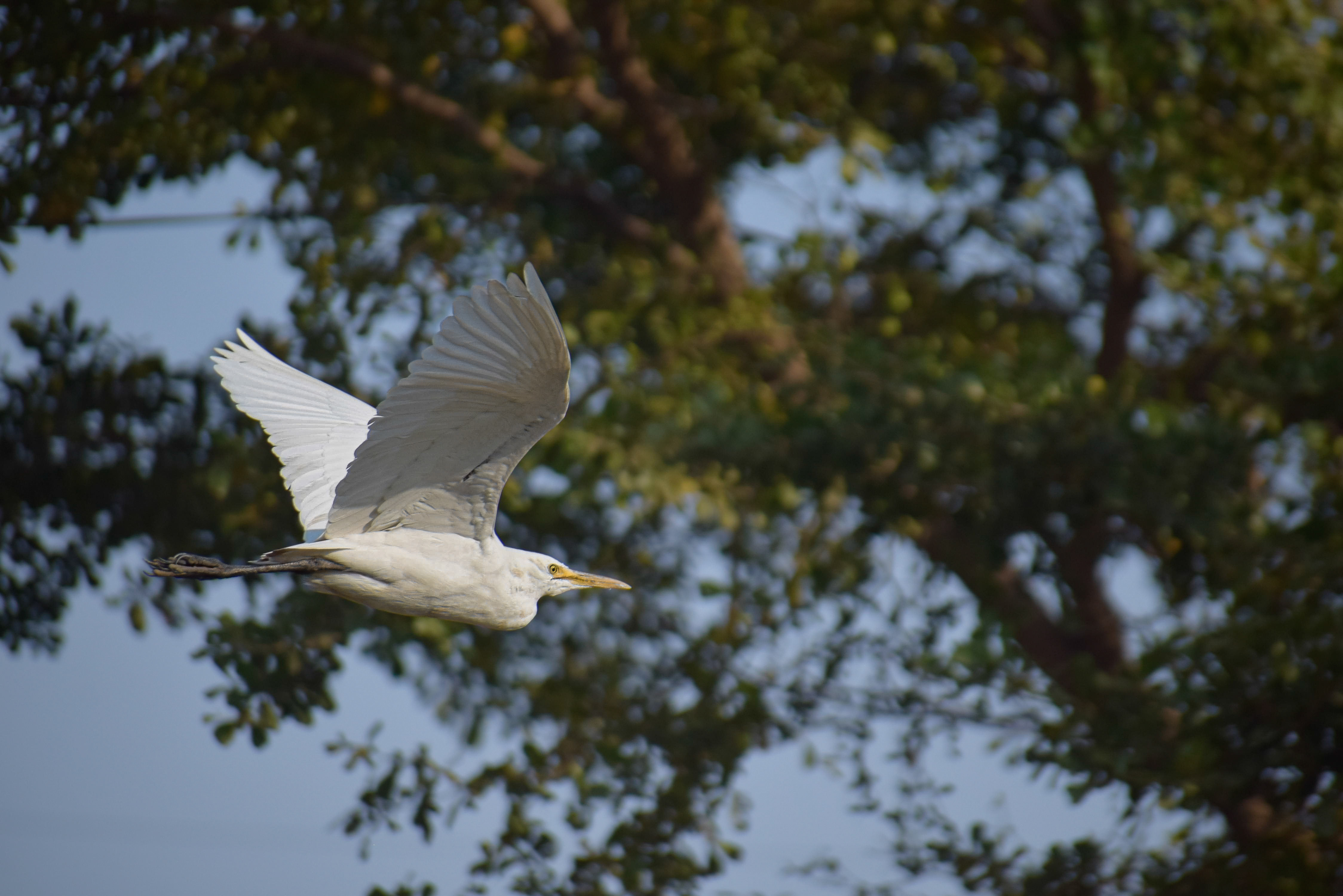 The egret