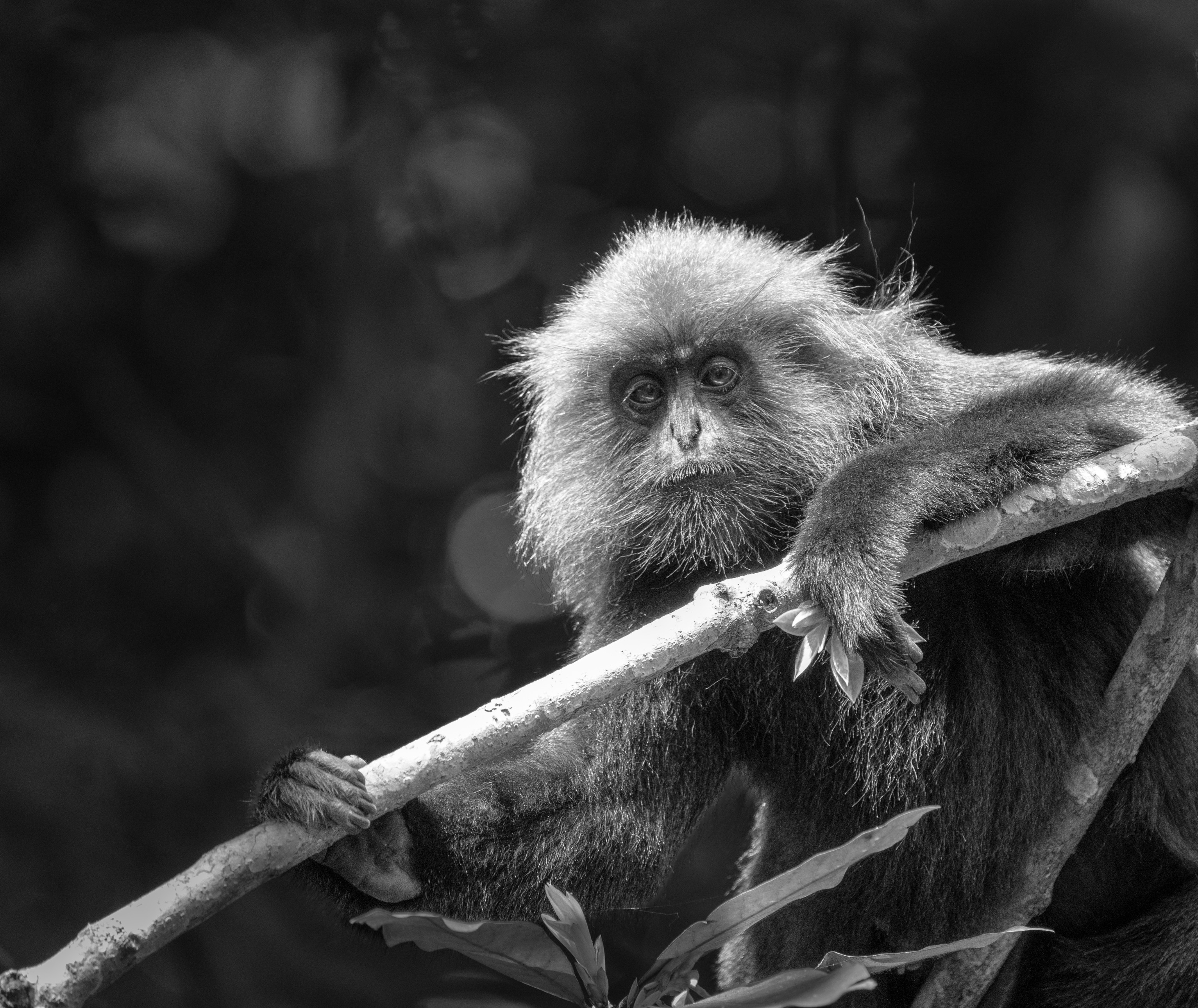 Eyes of the forest