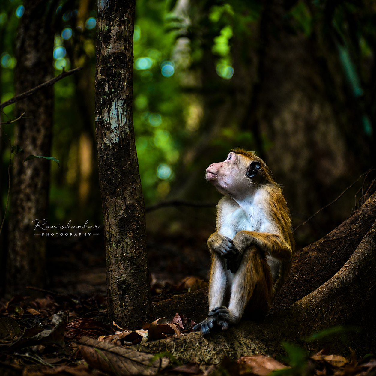 Monkey waiting for this family
