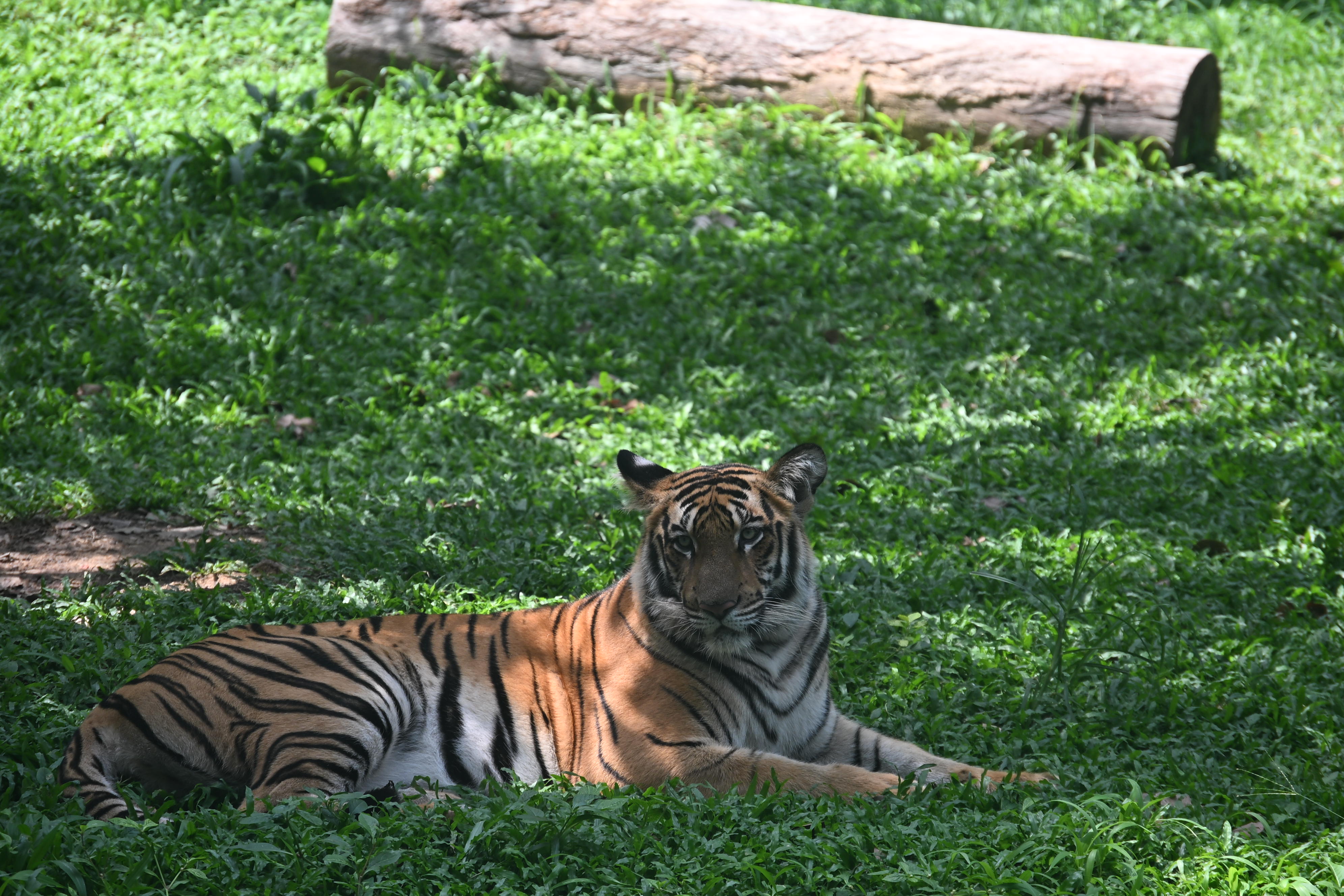 Tiger Bannergattha