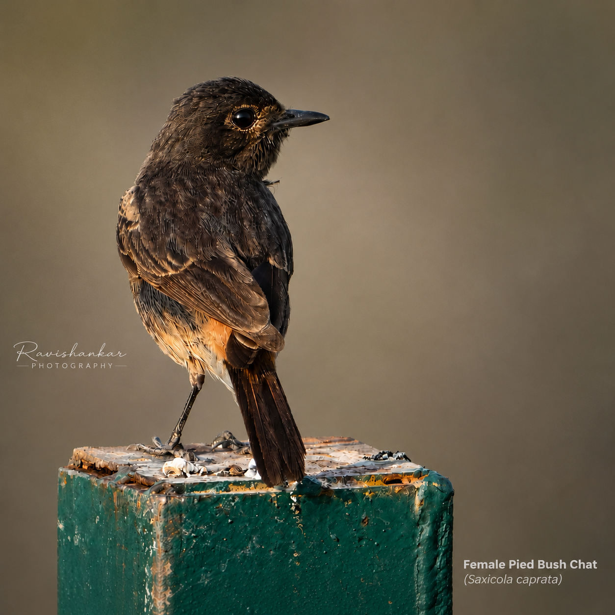 Black RedStart at Doddagubbi Kere