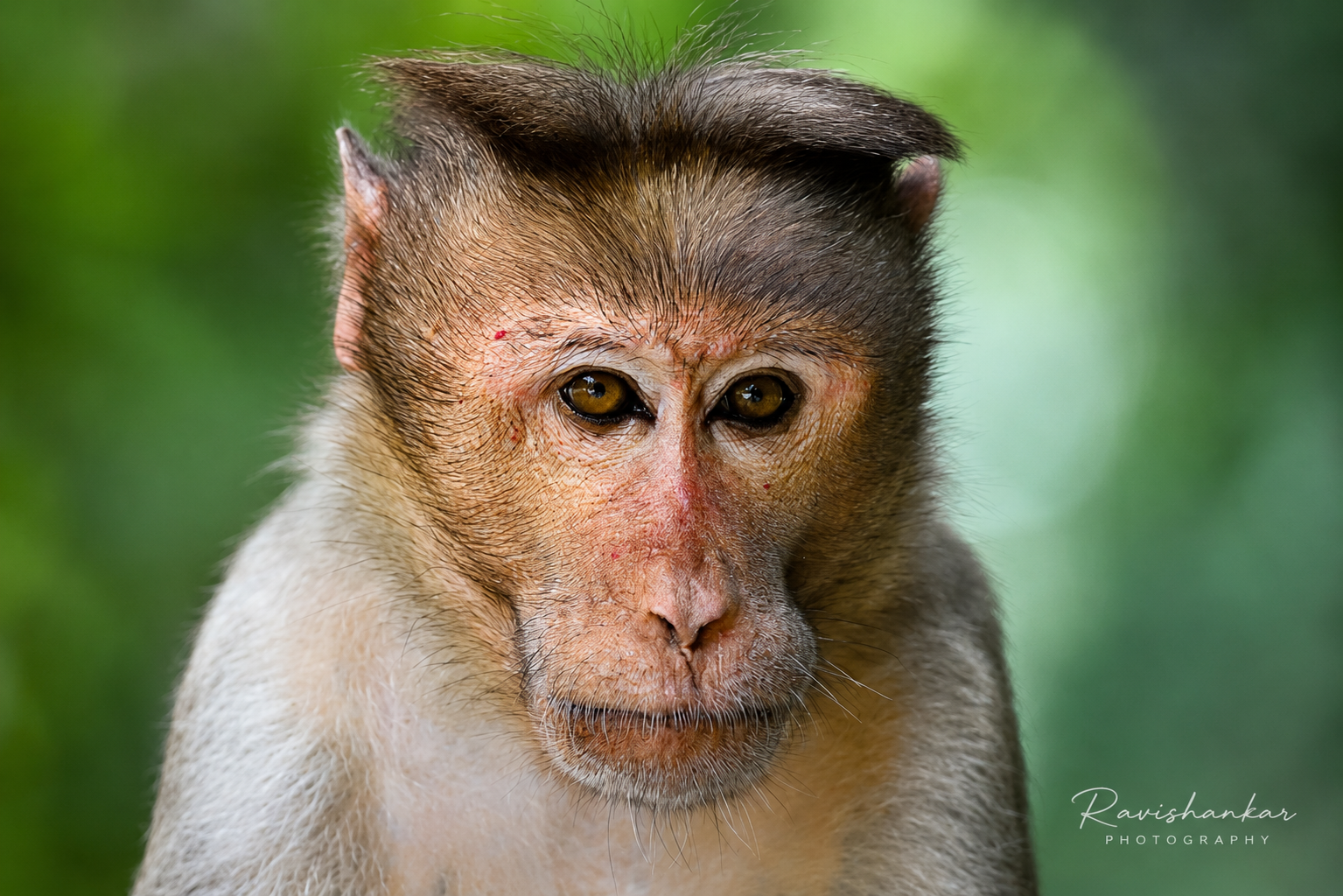 Monkey @Valparai