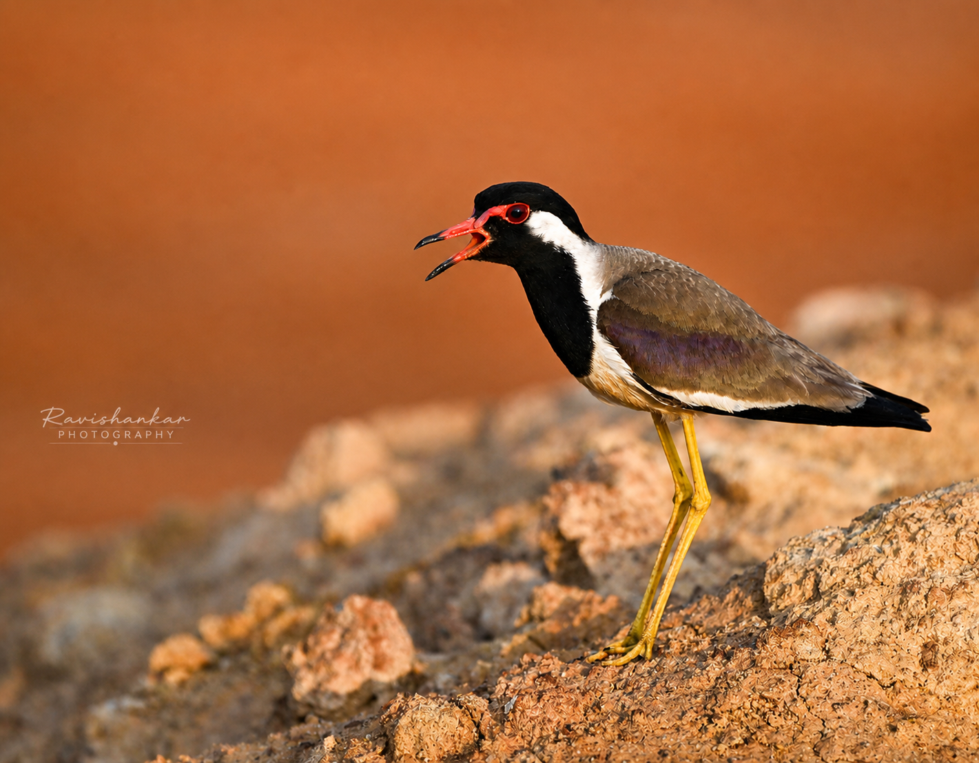 Red-wattled Lapwing