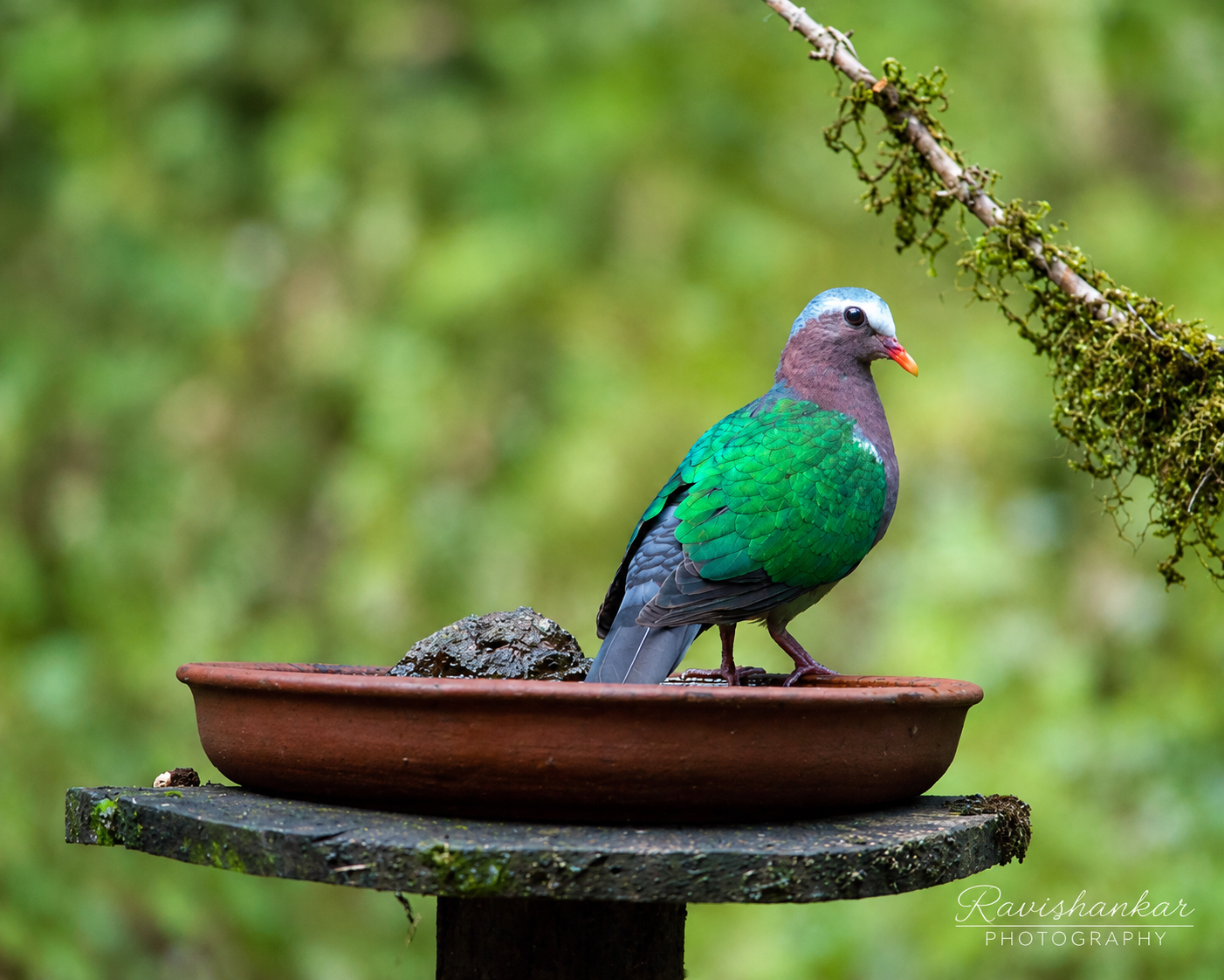 Emerald Dove @ Old Magazine House