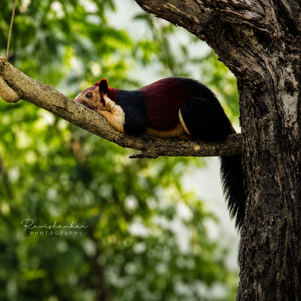 Indian Giant Squirrel @Valparai