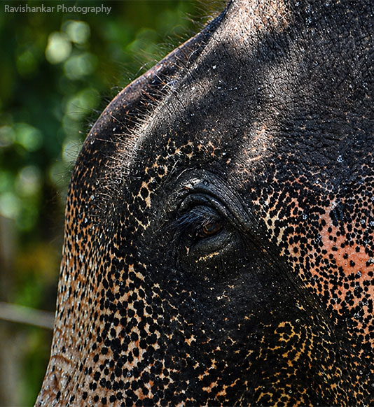 Elephant Sri Lanka