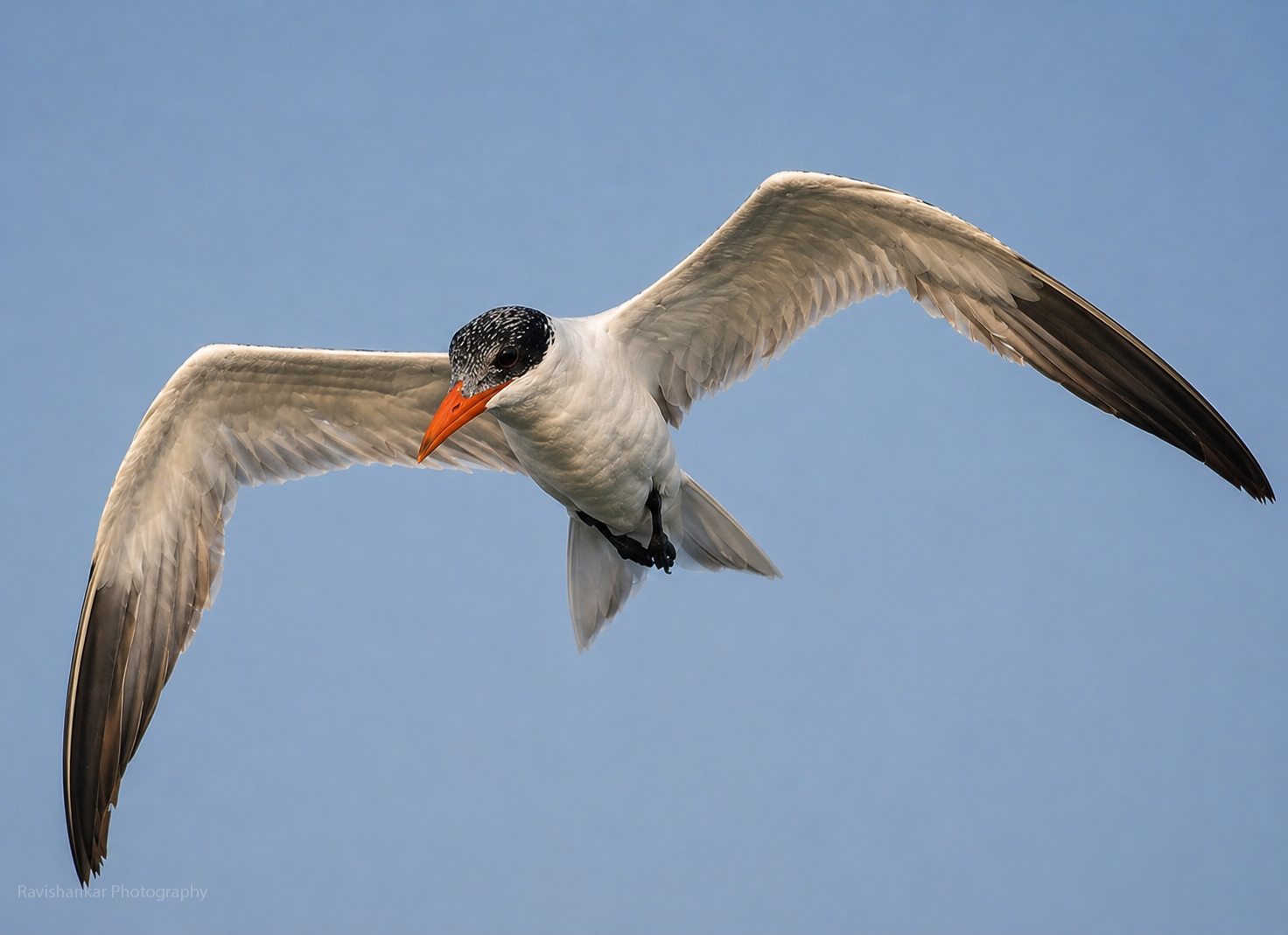 Caspian Tern Pulicat Lake