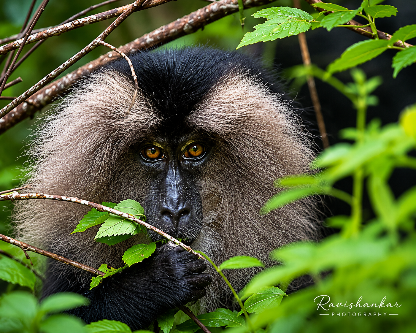 Lion Tailed Monkey @Valparai