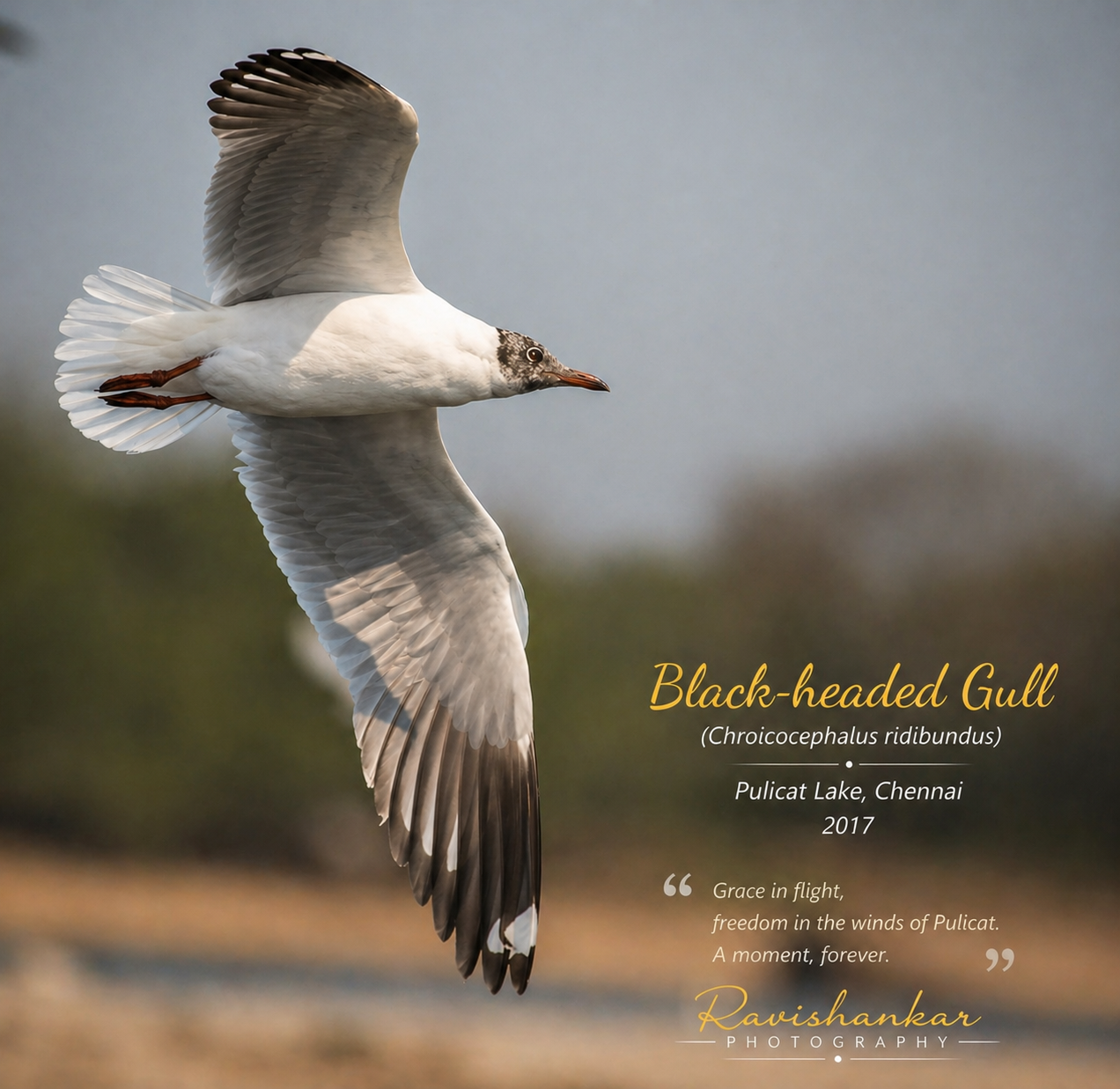 Black Headed Gull at Pulicat