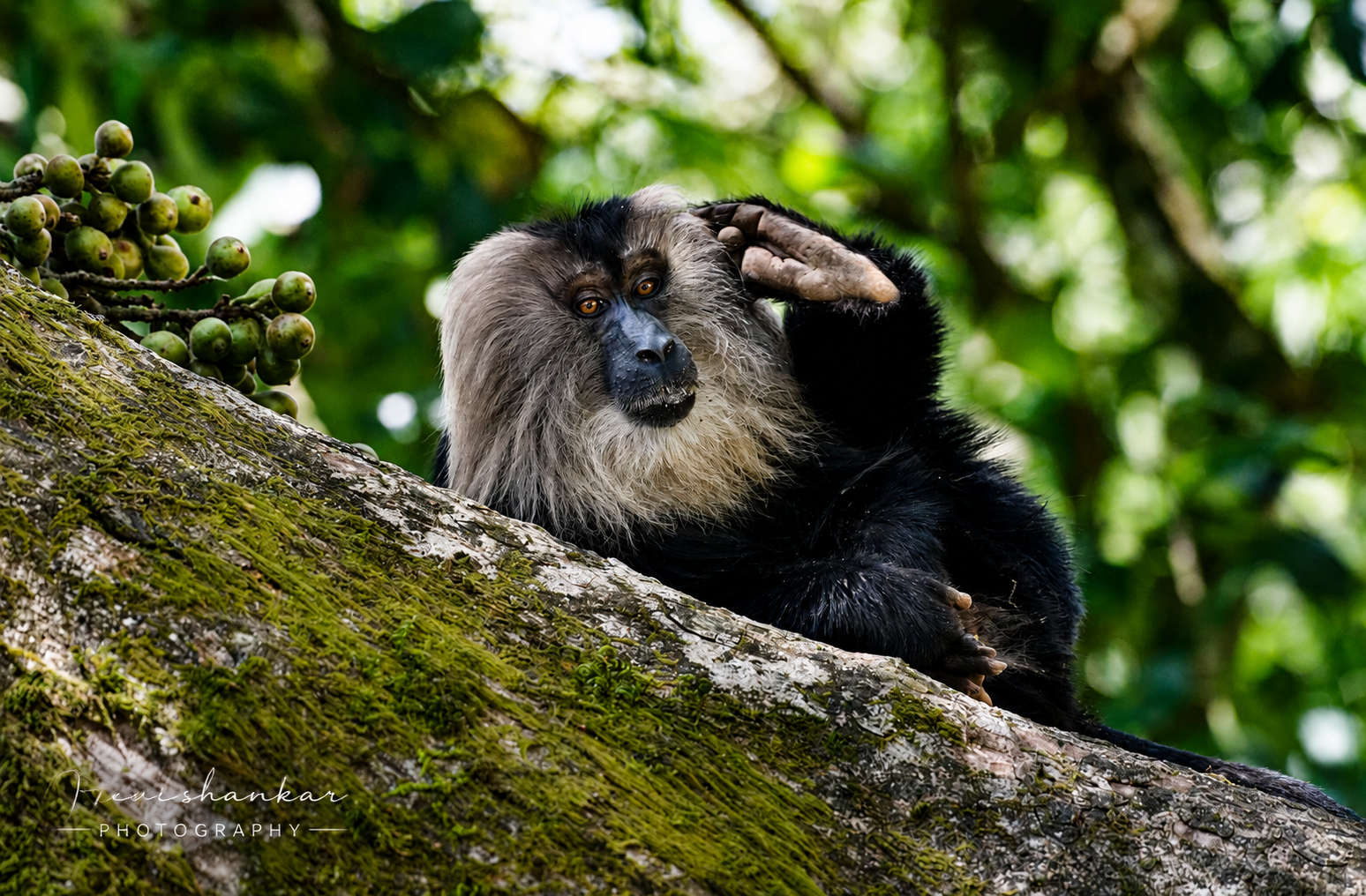 Lion Tail Monkey @ Valparai