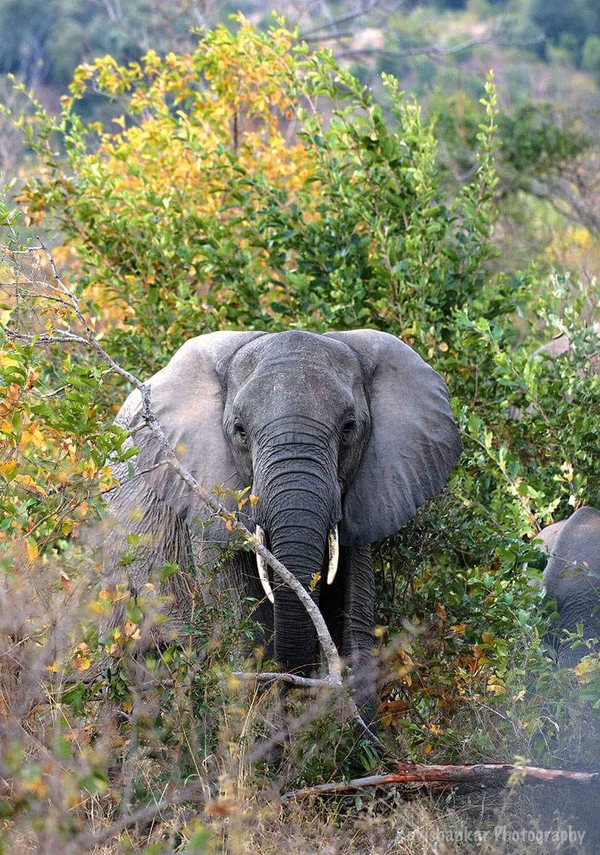What Is a Wildlife Photography Challenge? A Beginner's Guide to Entering Yours