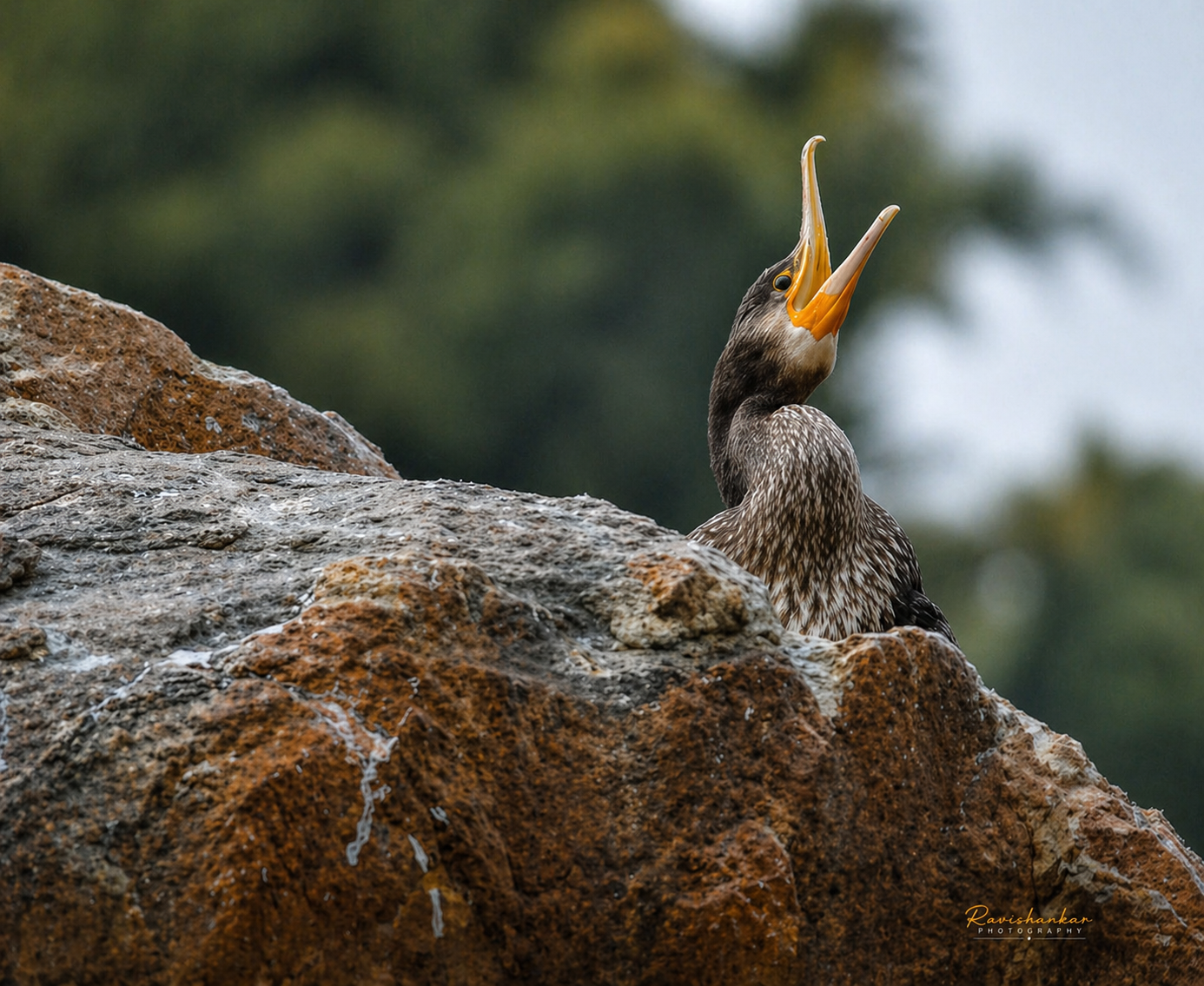 Cormorants @Mysore