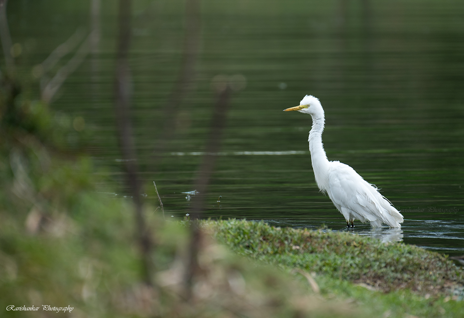 Local visitor
