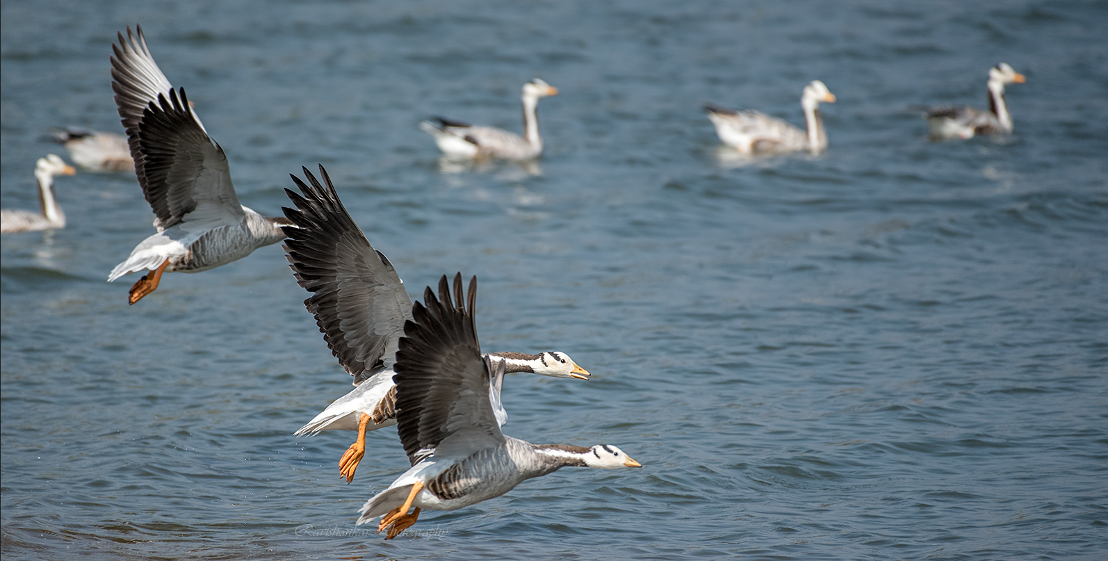 Bar headed goose Mysore