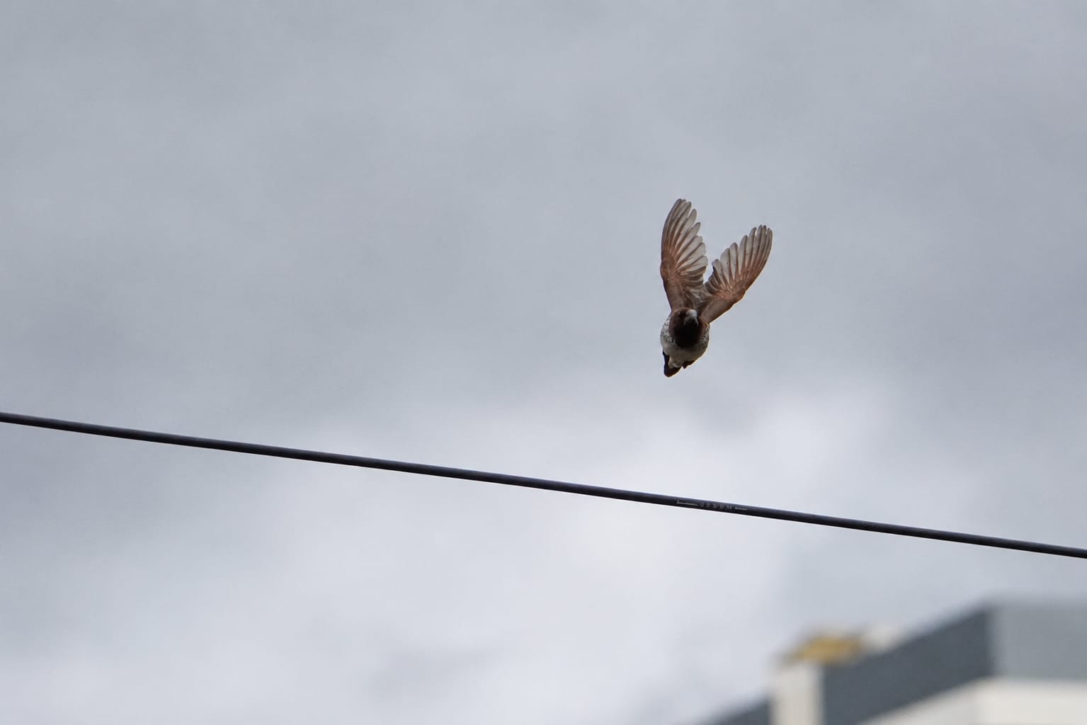 Beyond my wings