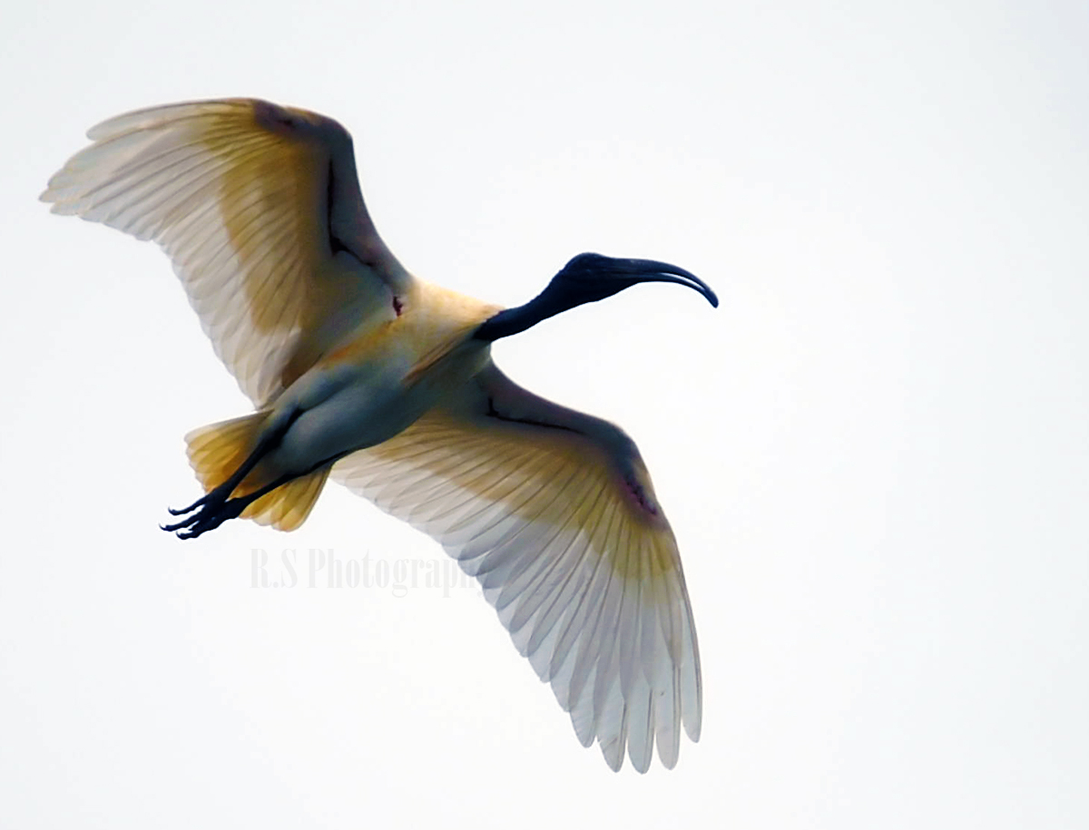 Black-headed-ibis