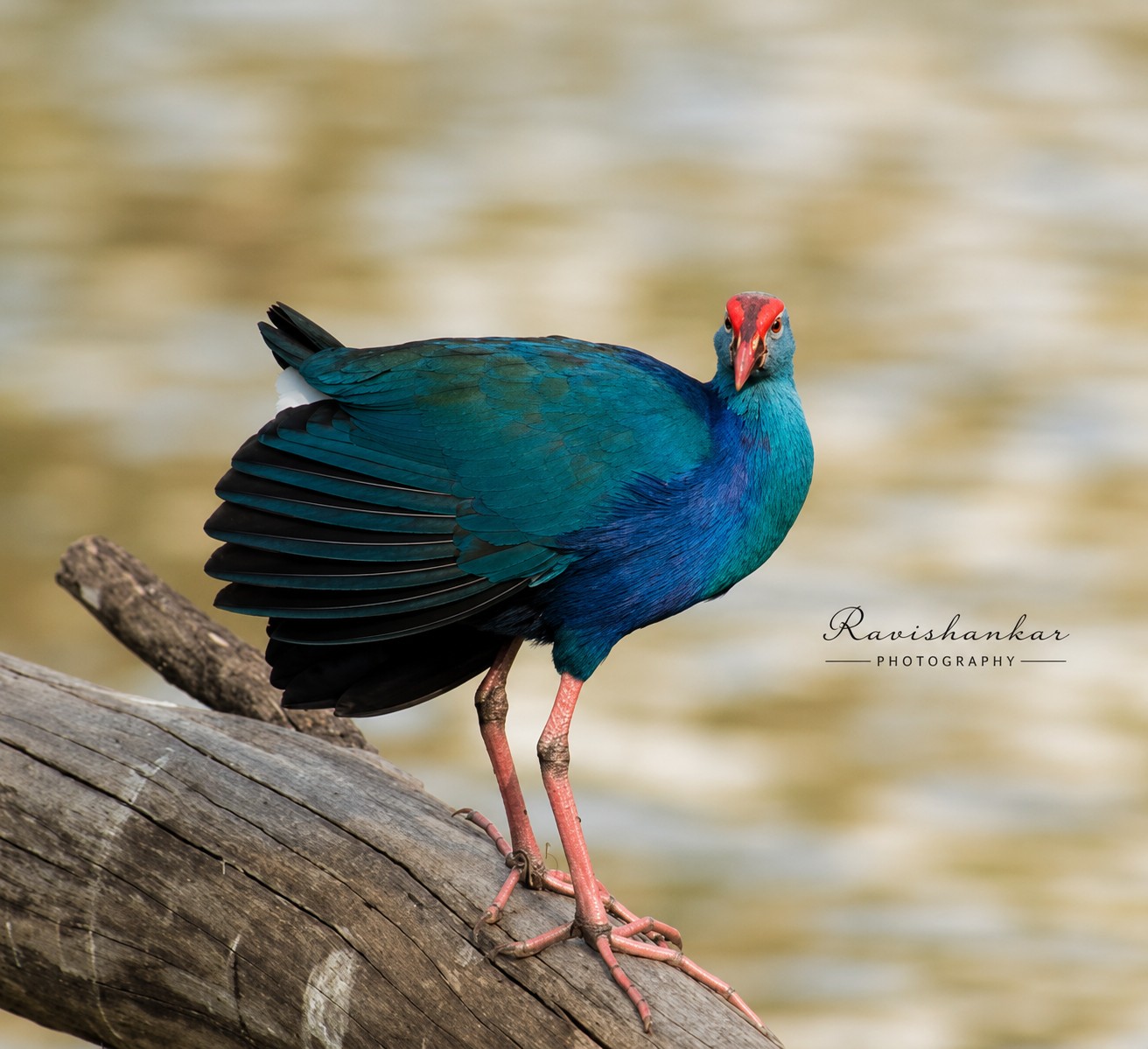 Grey-headed Swamphen @ Kaikondrahalli Lake, 2017