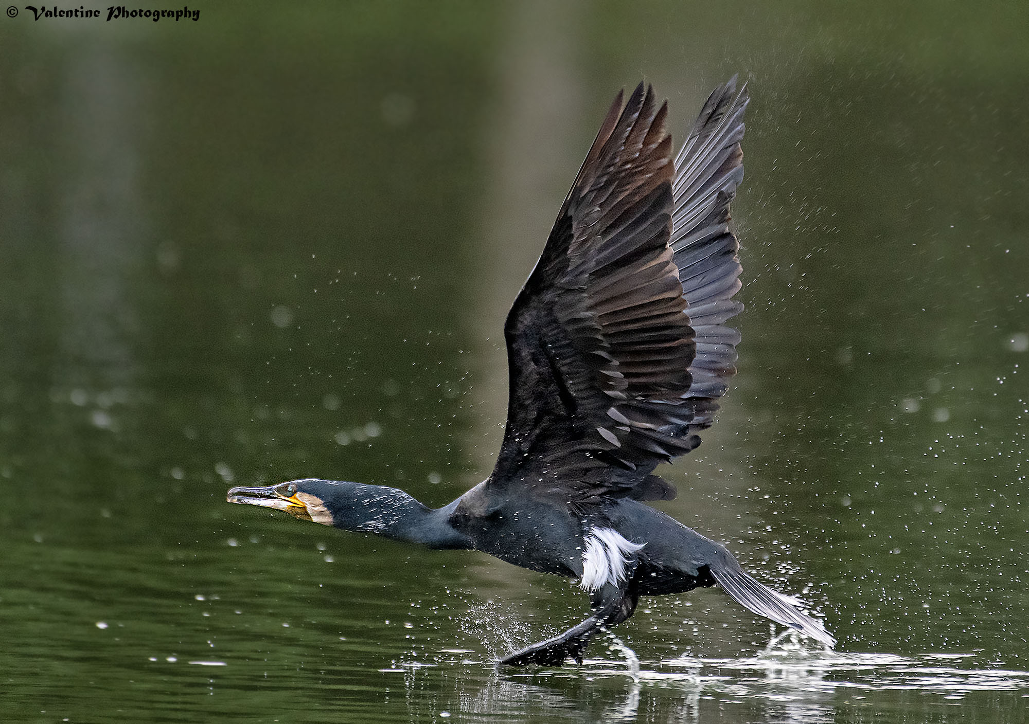Mechanics of the Cormorant Landing