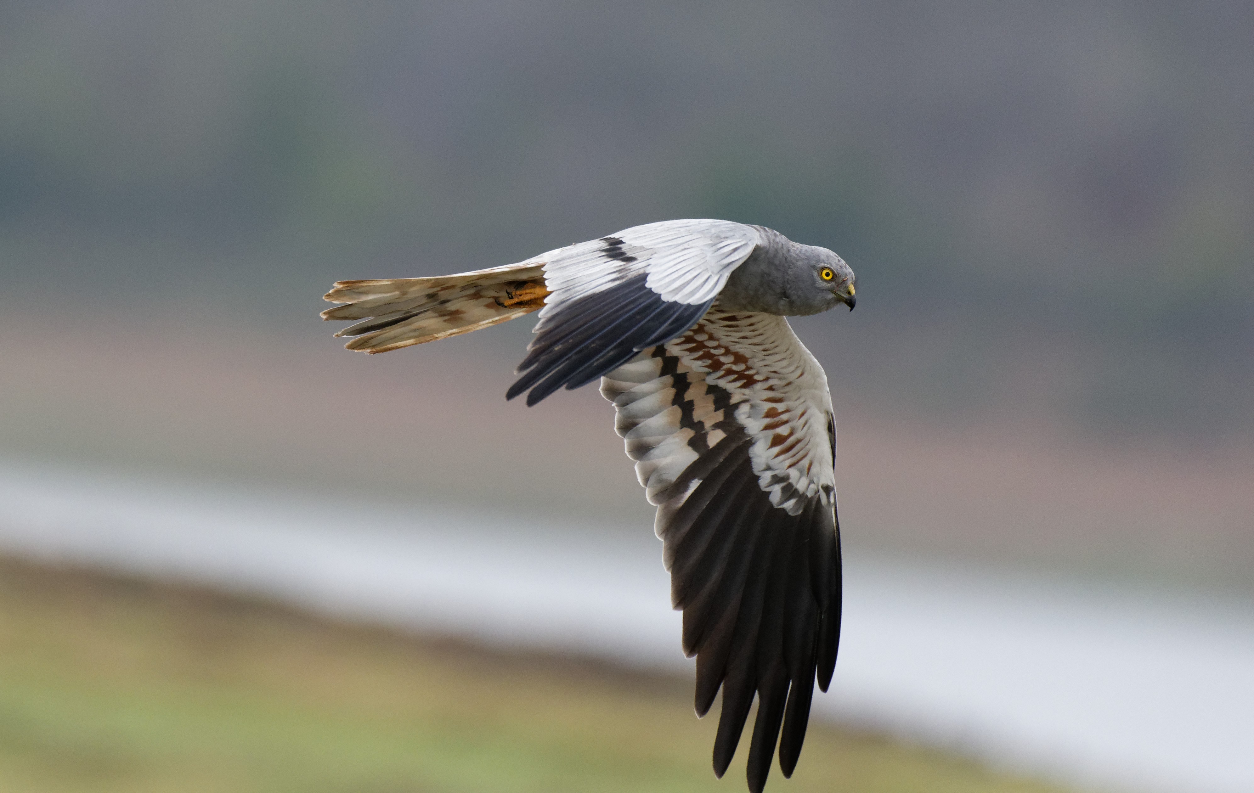 Winter migrant to India