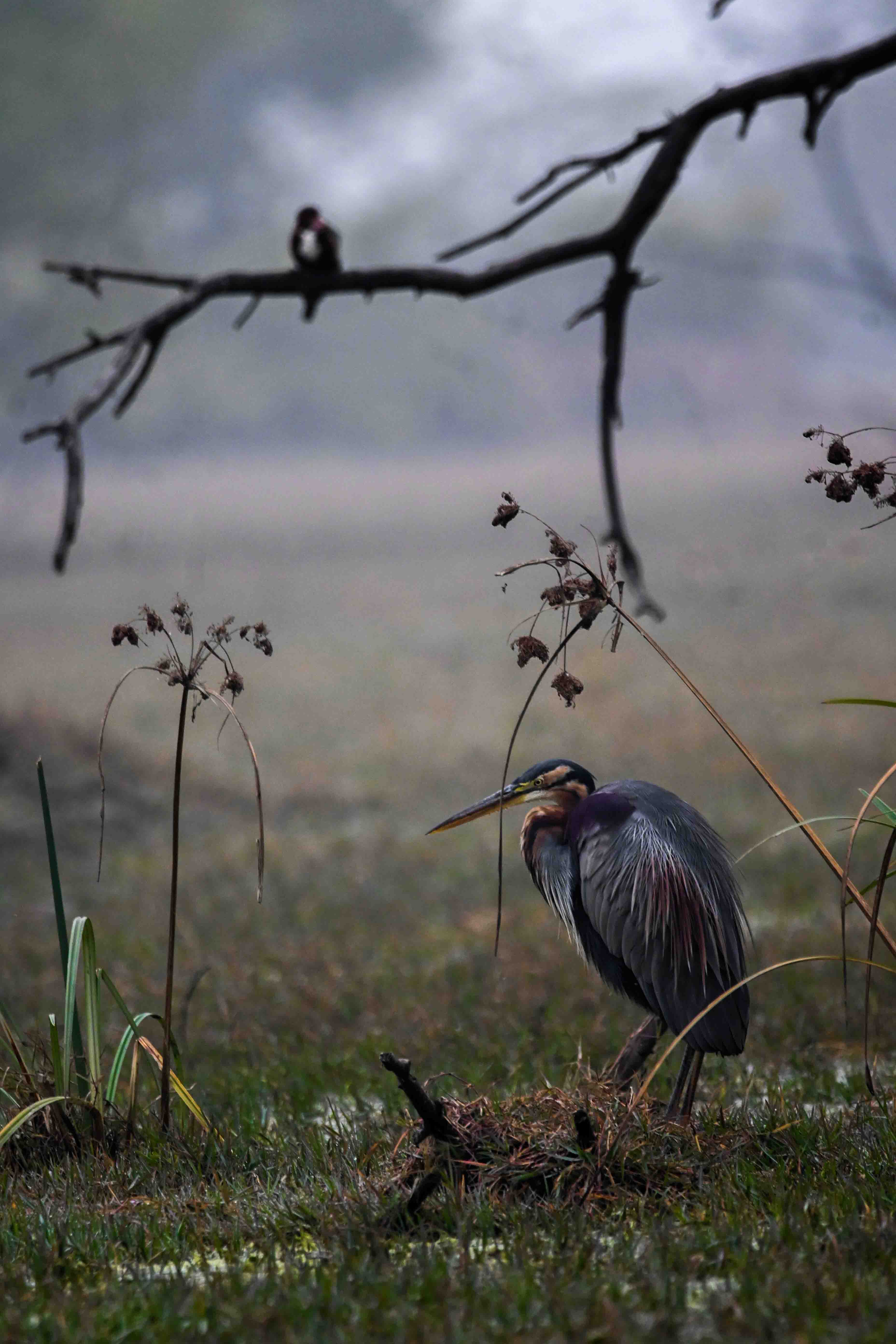 The Calm Hermit
