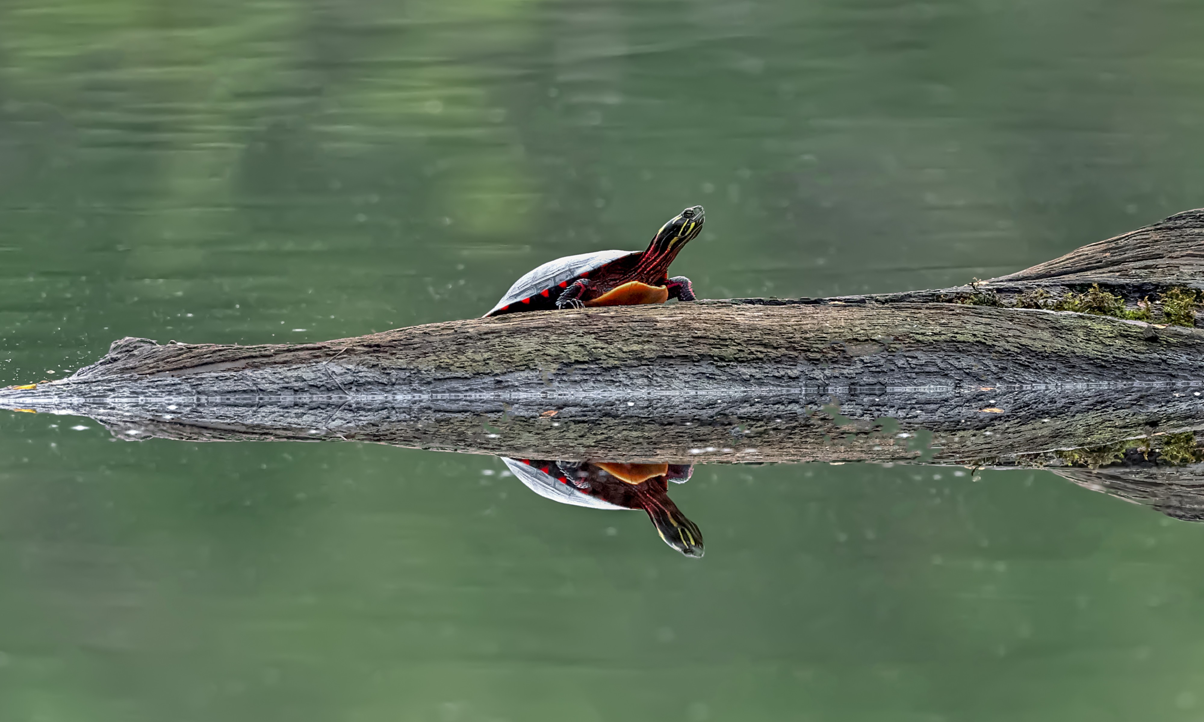 Reflecion