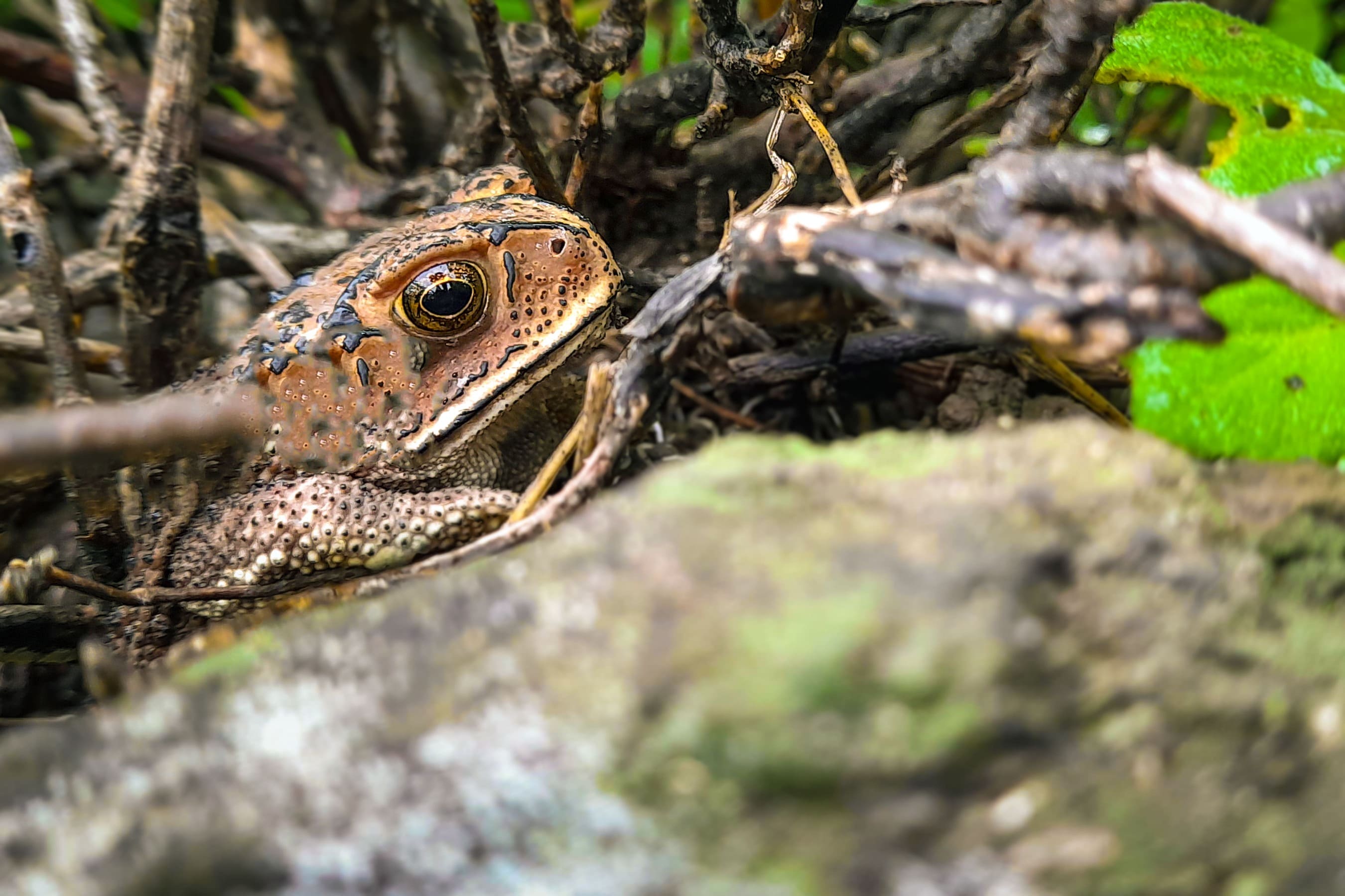 Frog in rainy day