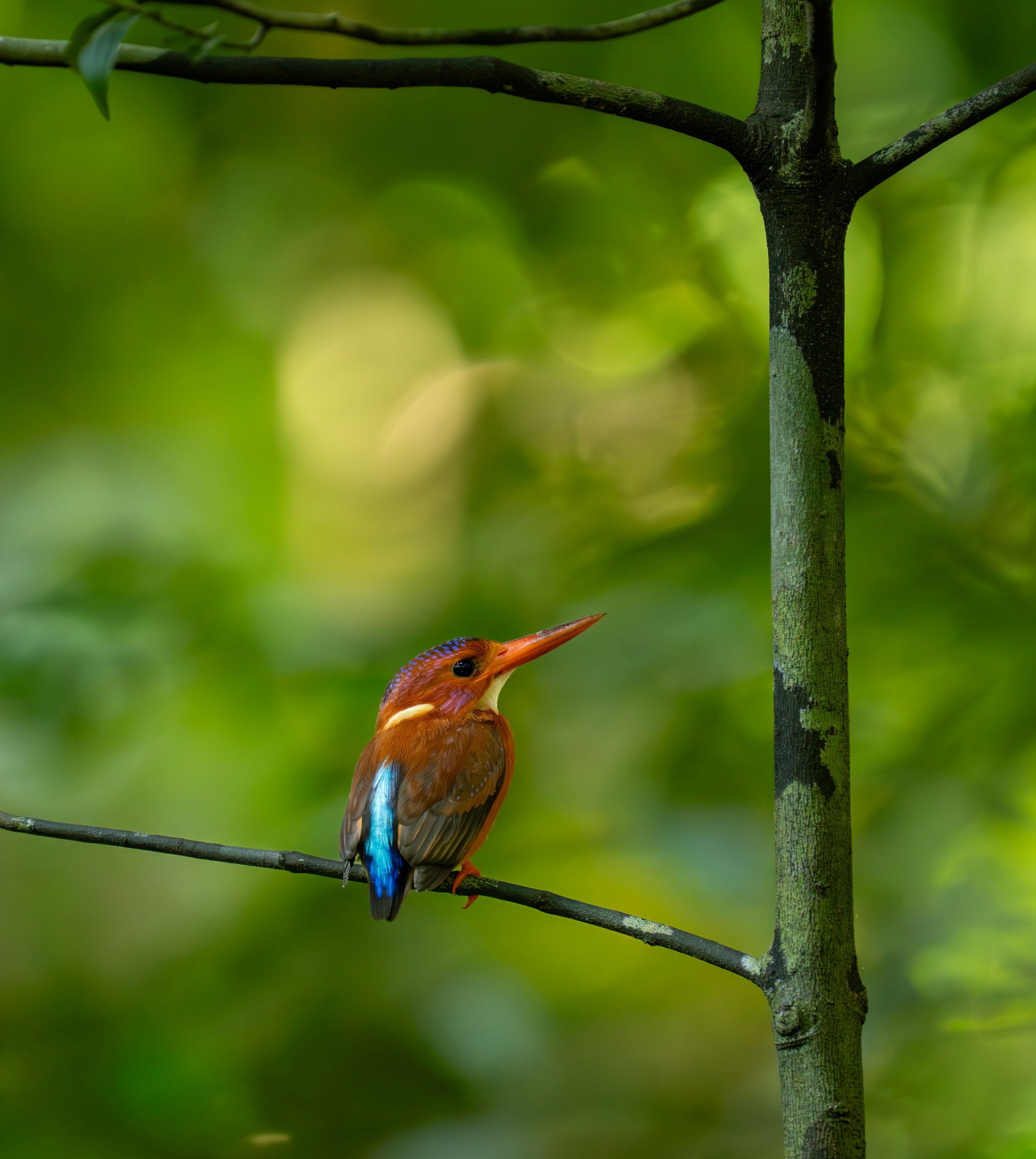 A Quiet Perch
