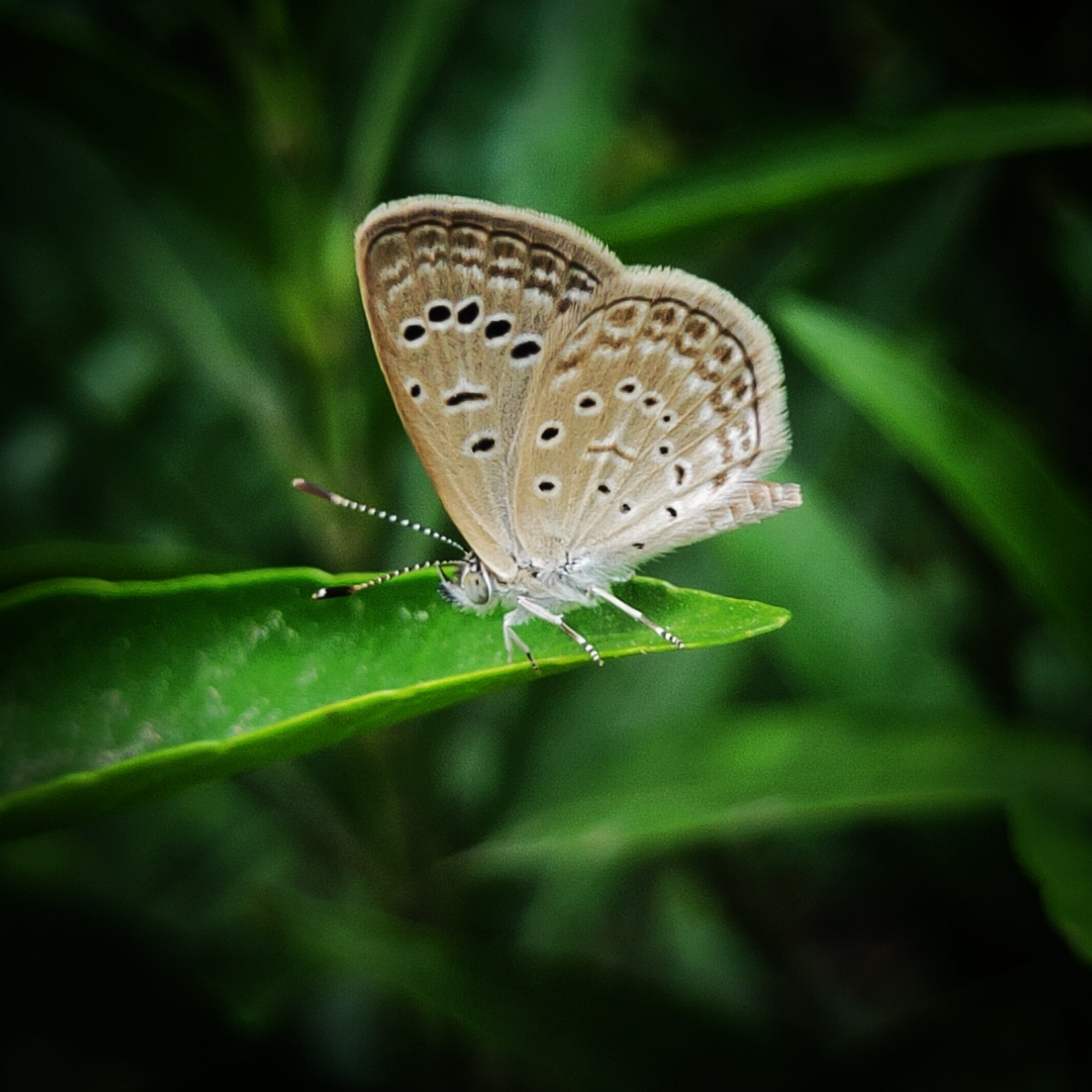 Butterfly - Laila