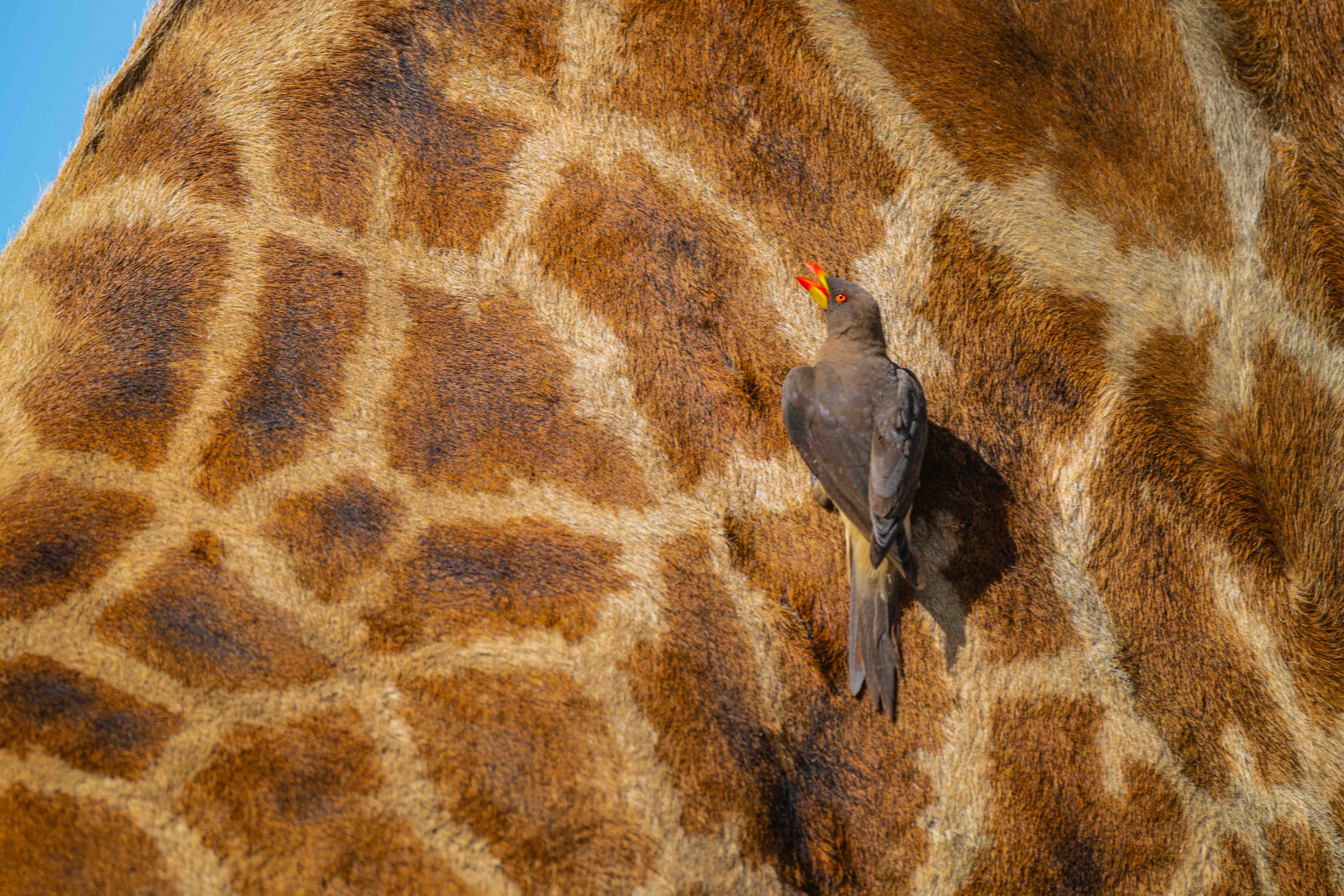 The Birders Grazing Canvas