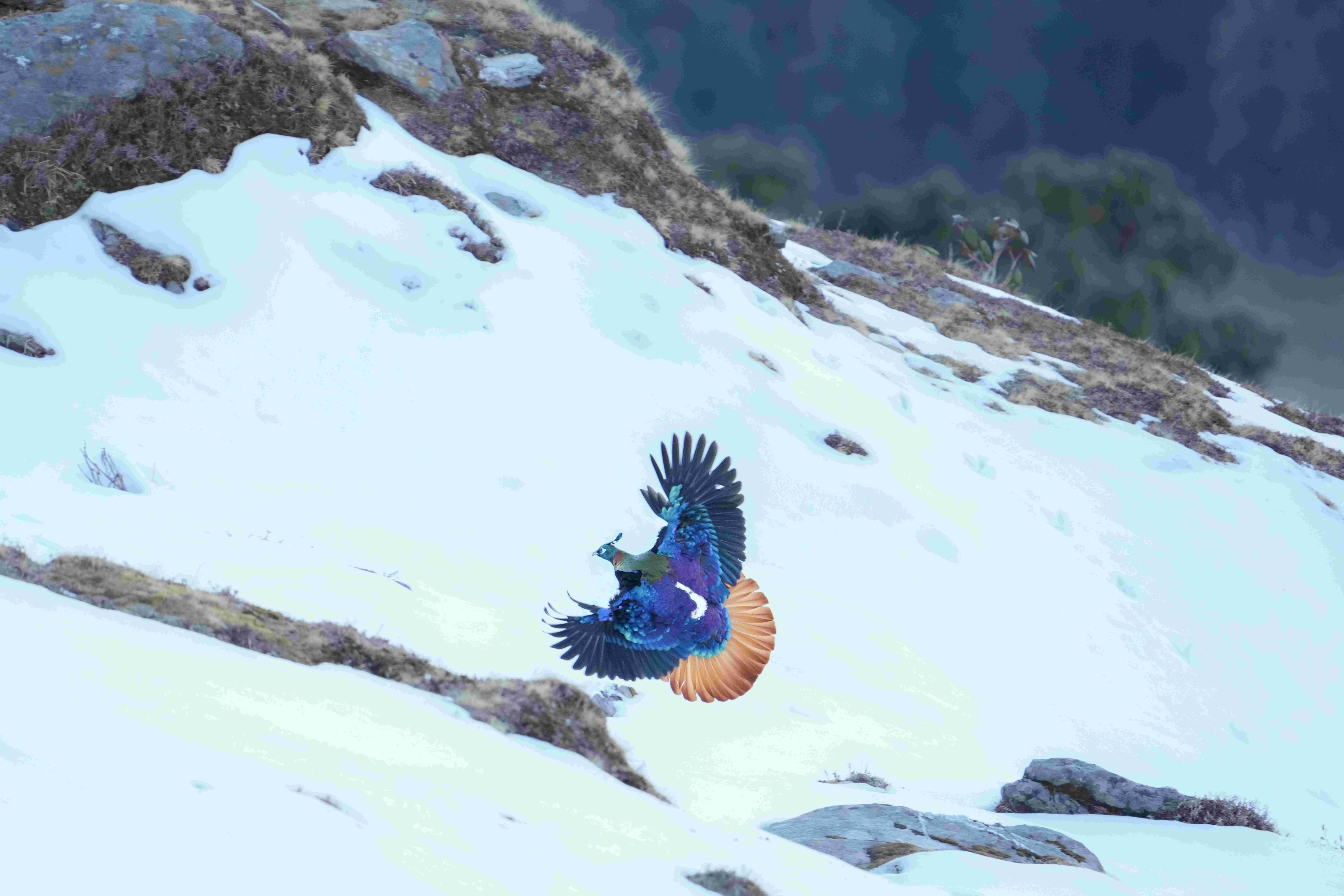 Monal Takes Flight