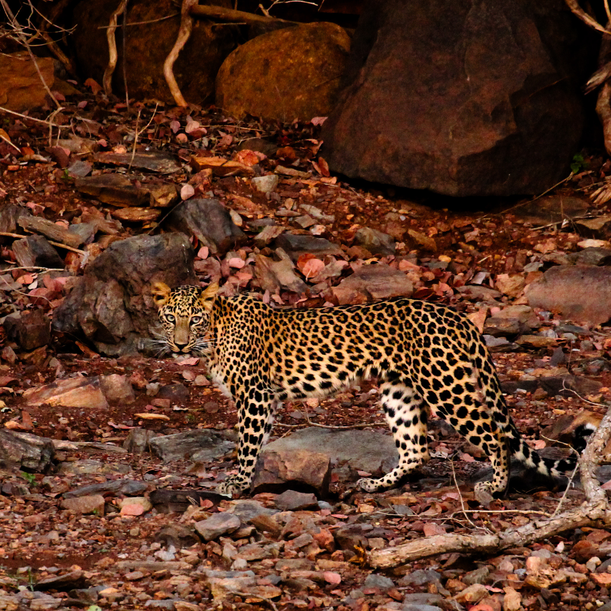 Eyes of the wild