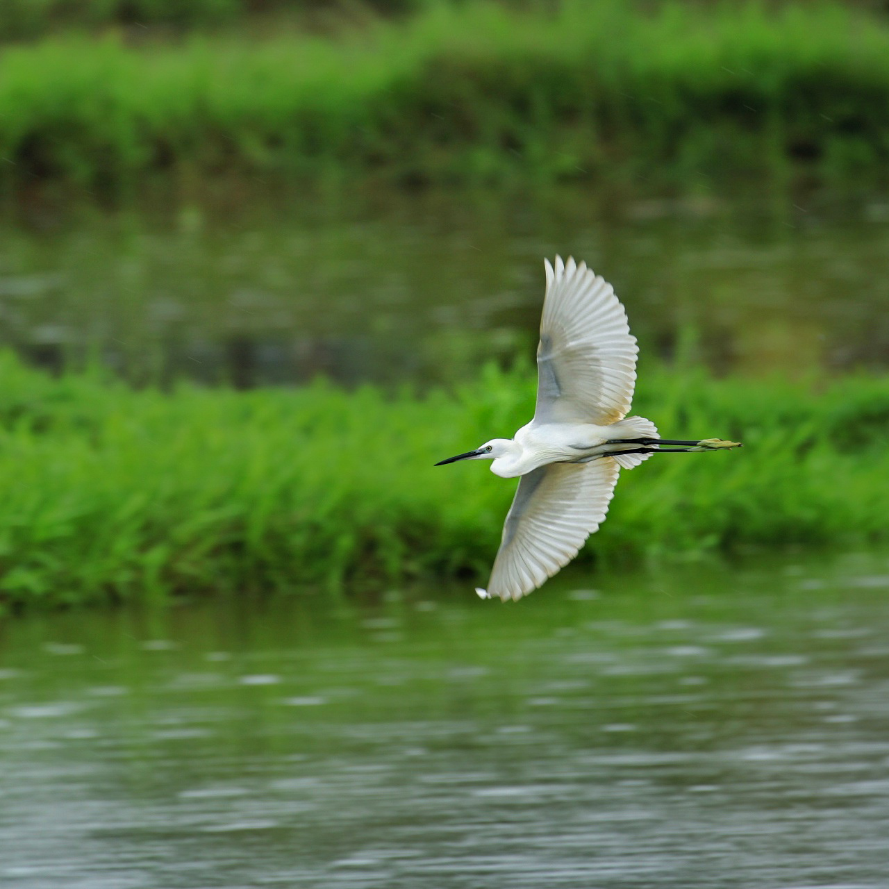 A wing of life