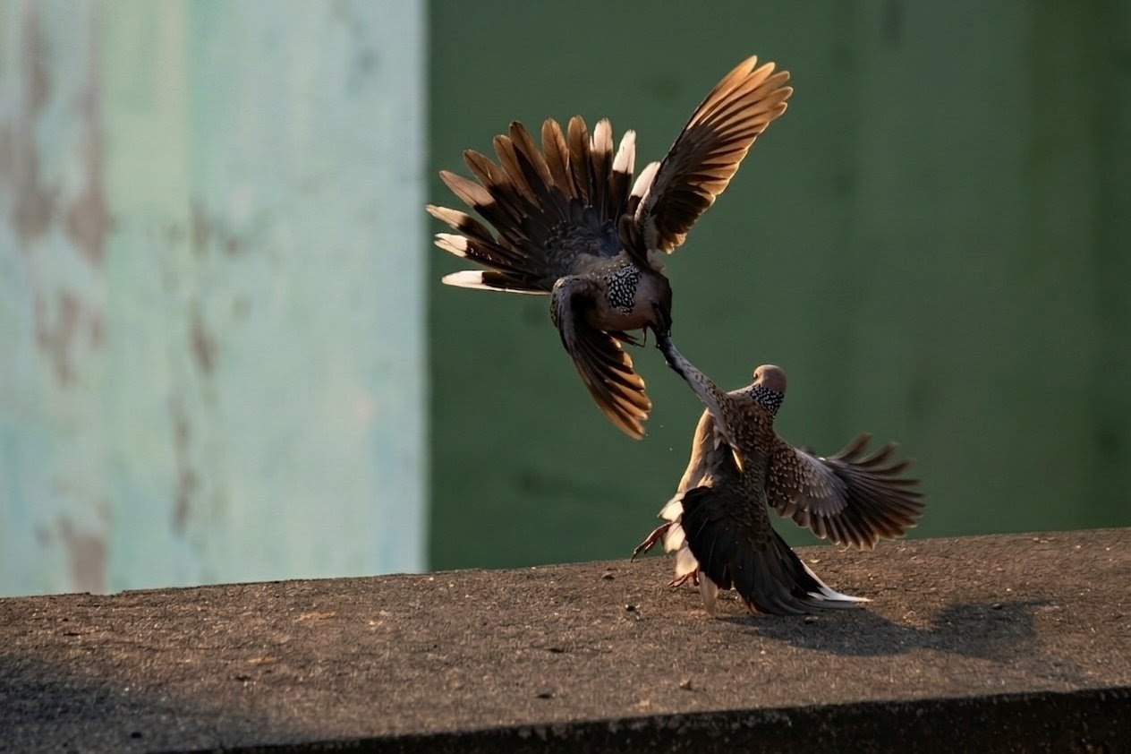 Fighting Feathers