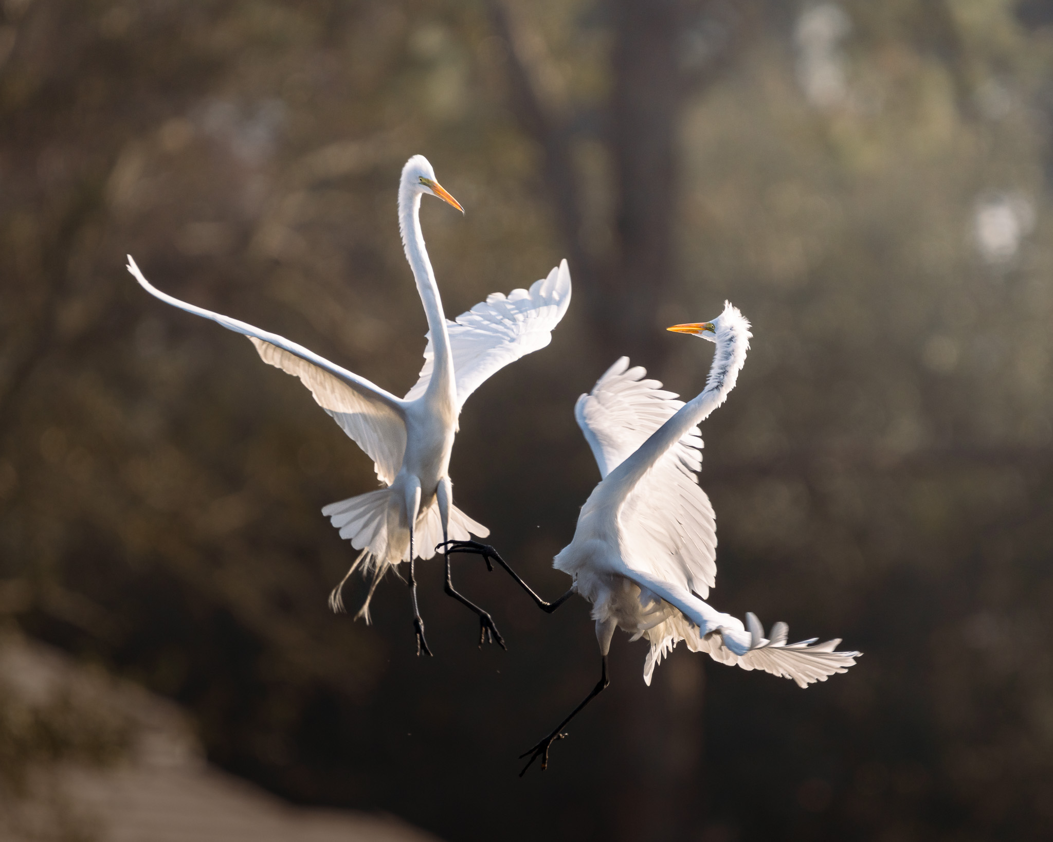 Midair Dispute