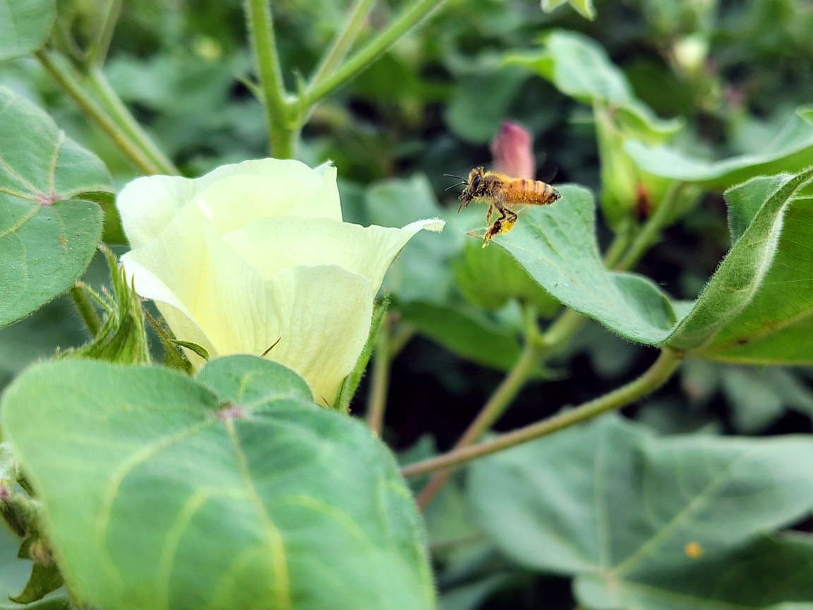 A Bee’s Visit