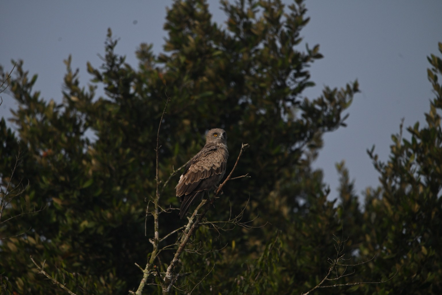 Watcher in the Wild