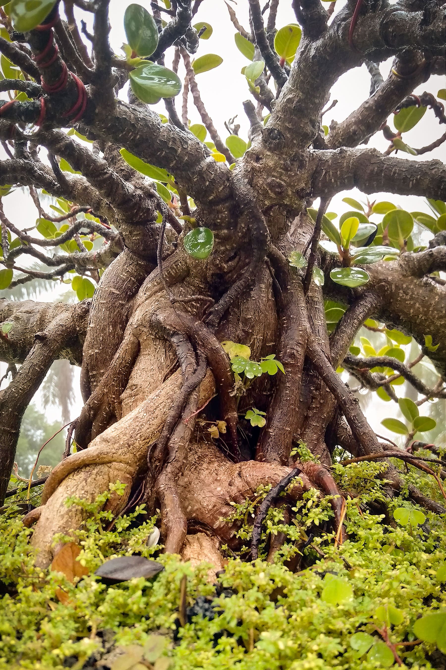 Bonsai became big