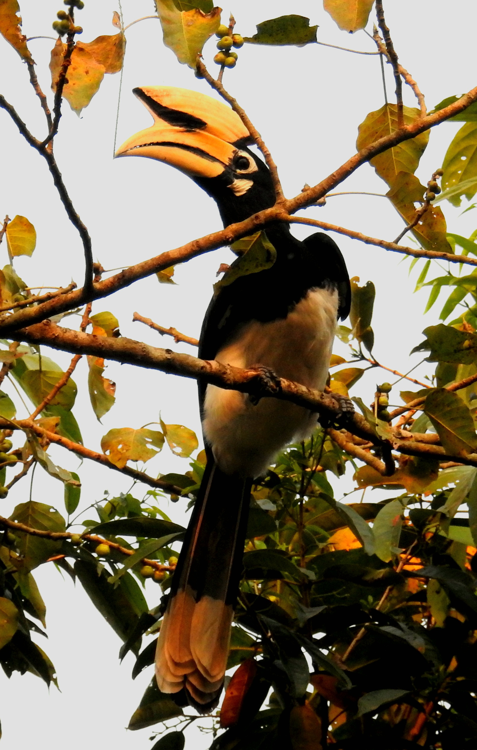 Crowned by the Canopy