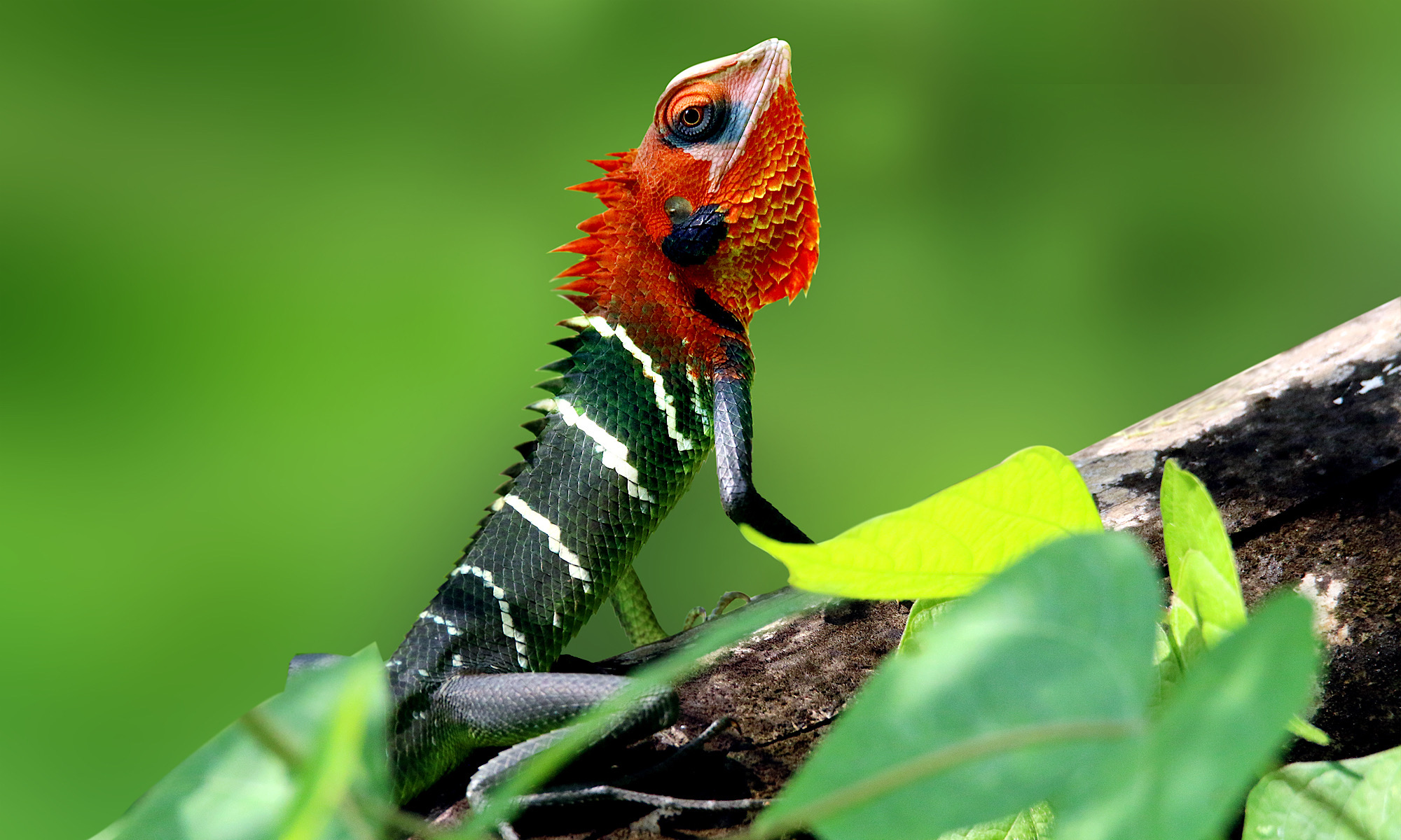 Camouflage