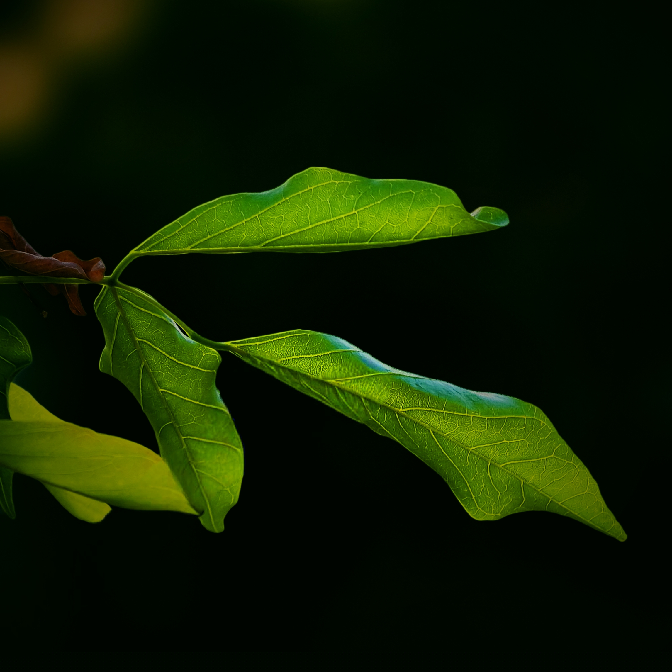 Nature's Oxygen Factory