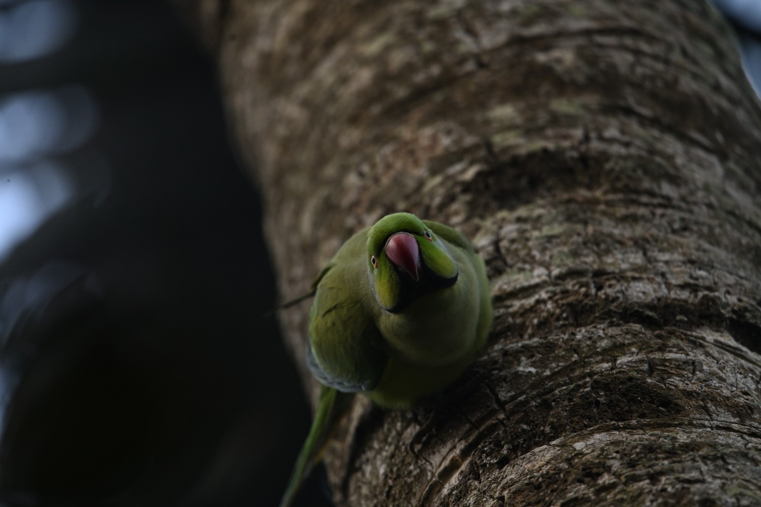 A Curious Glance