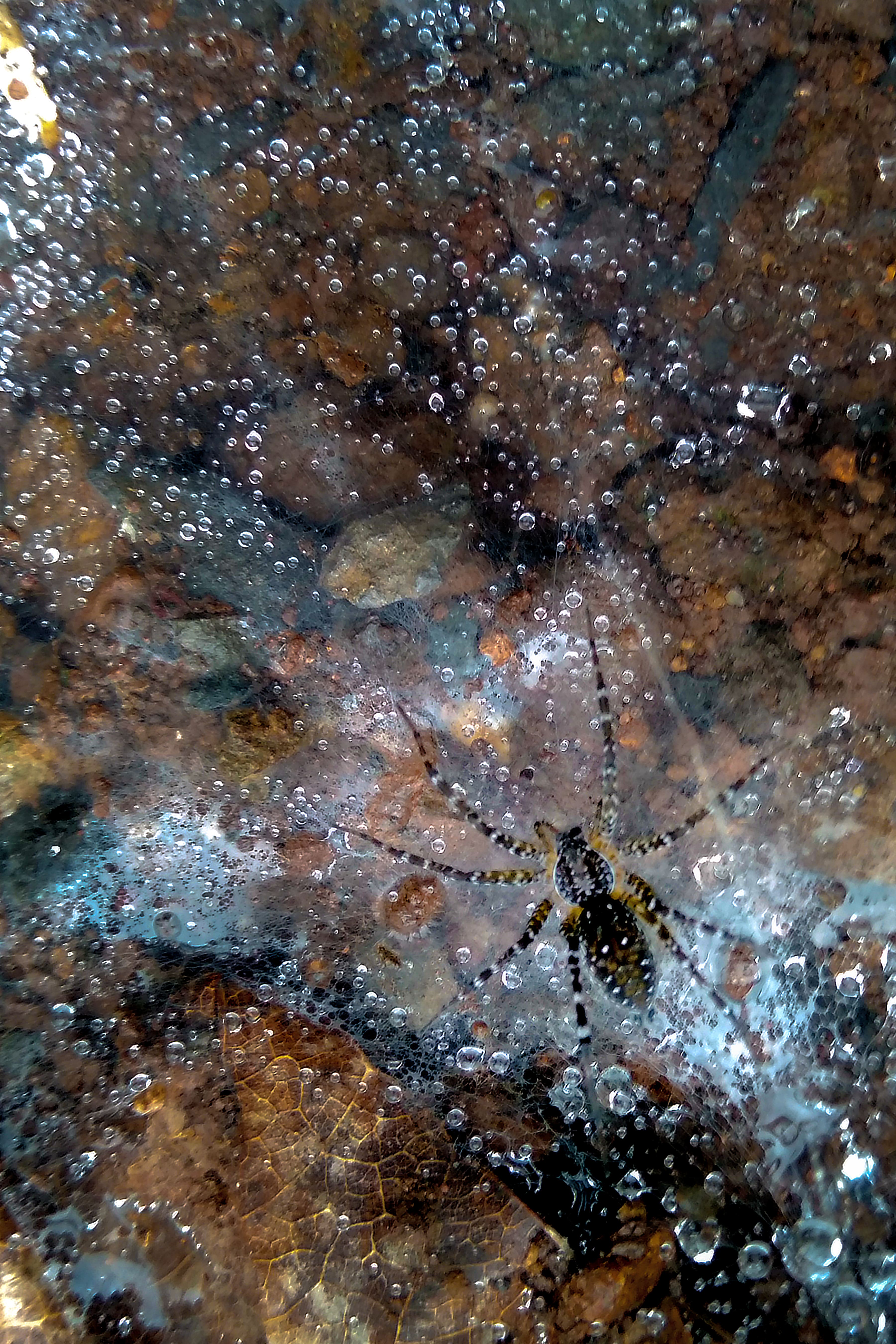 Spider enjoying rainy day in his home
