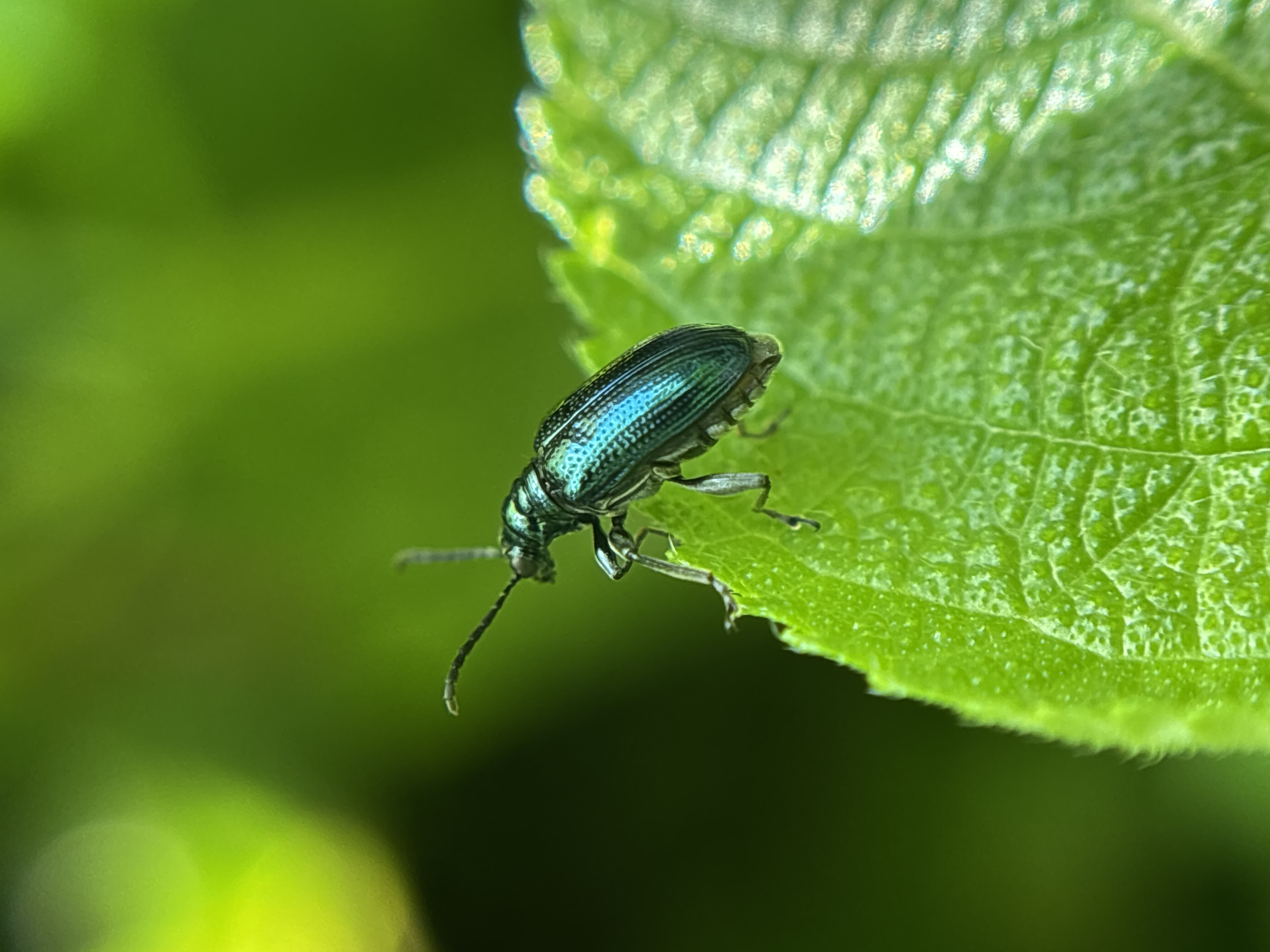leaf beetle