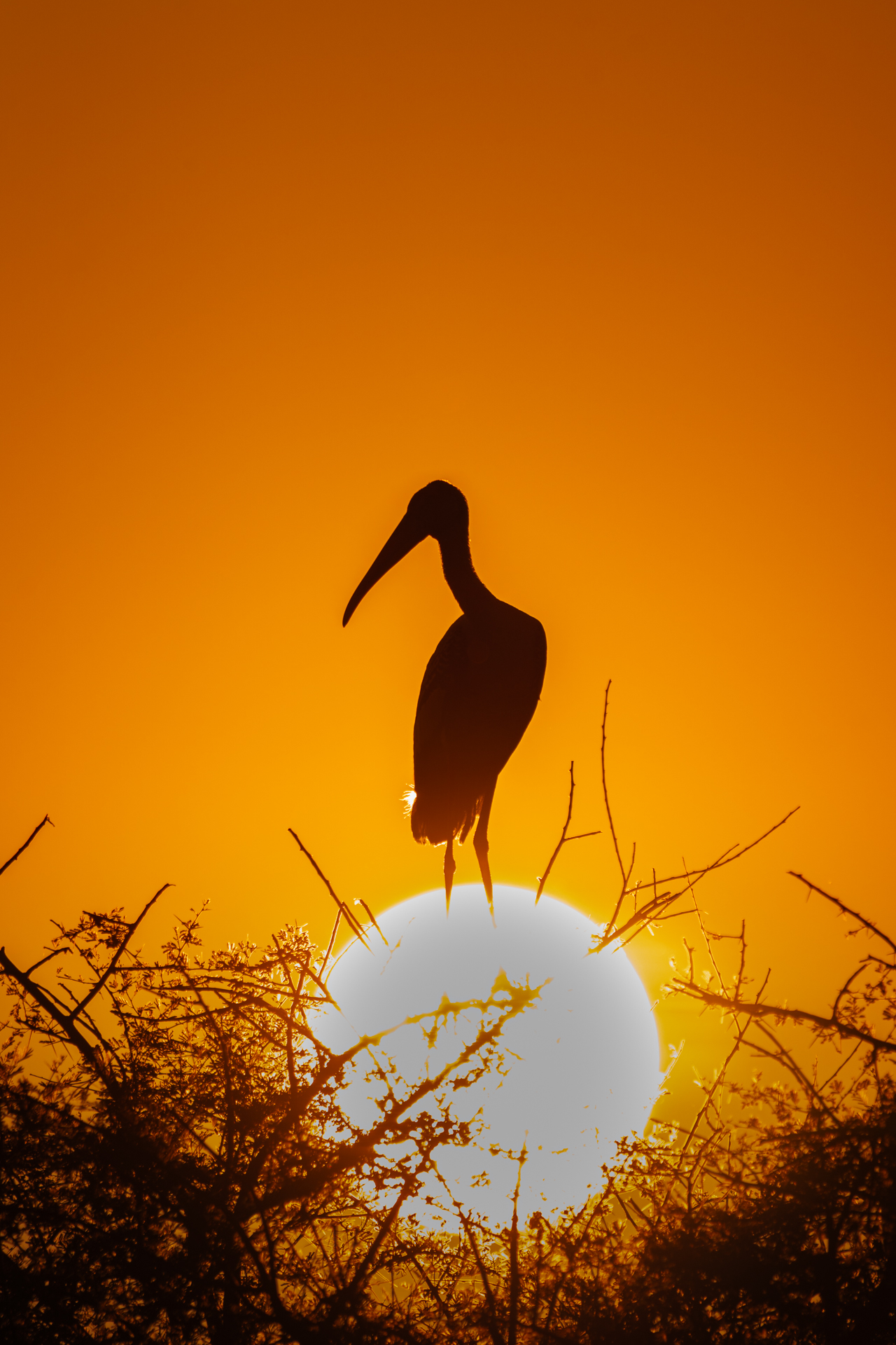 The Sun Bearer