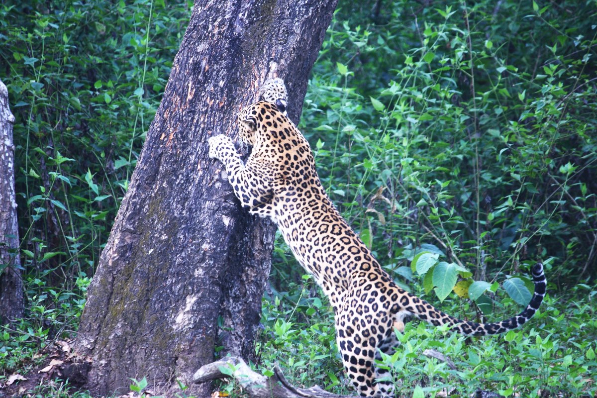 Scratching the Wrong Tree!