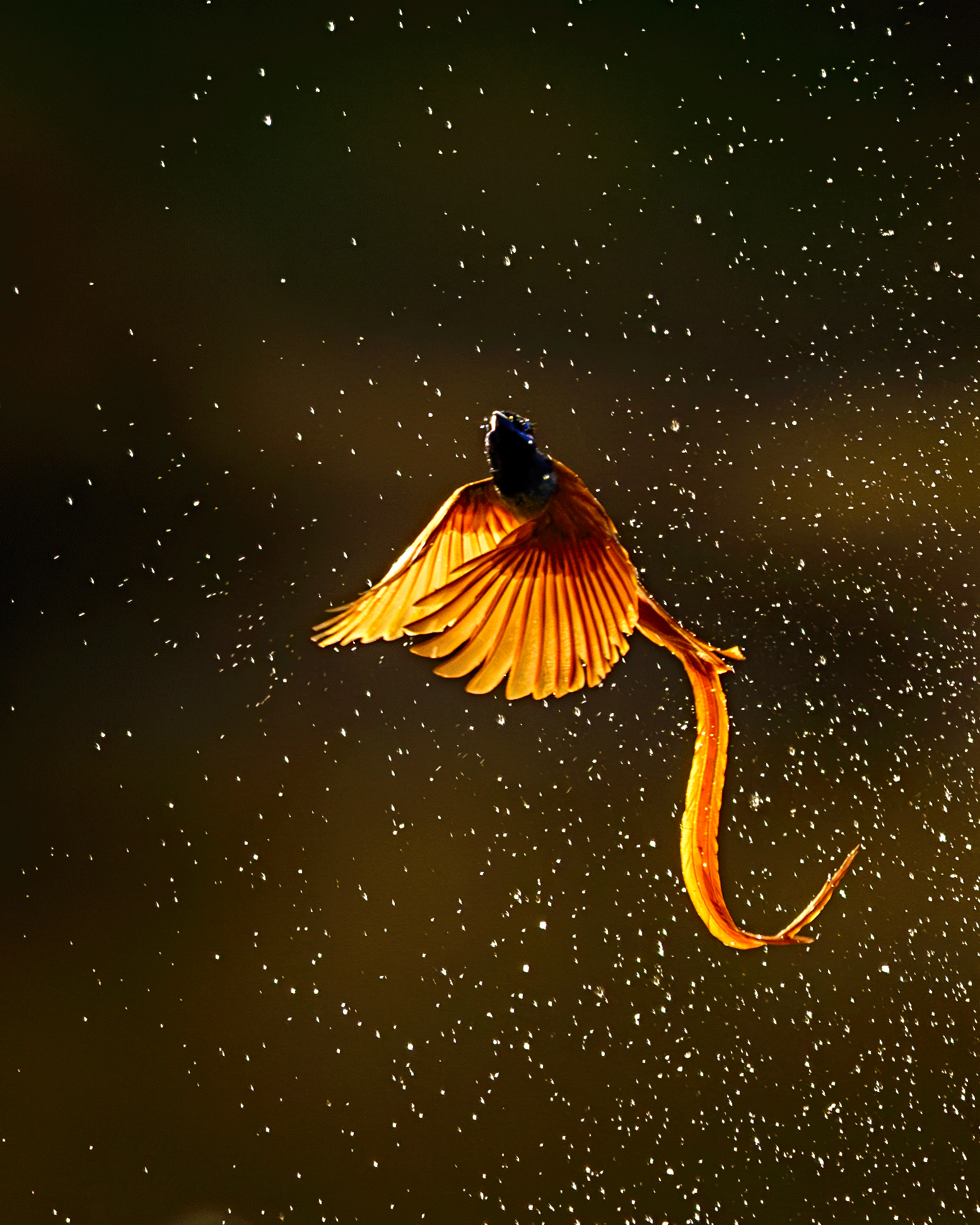 Wings of fire